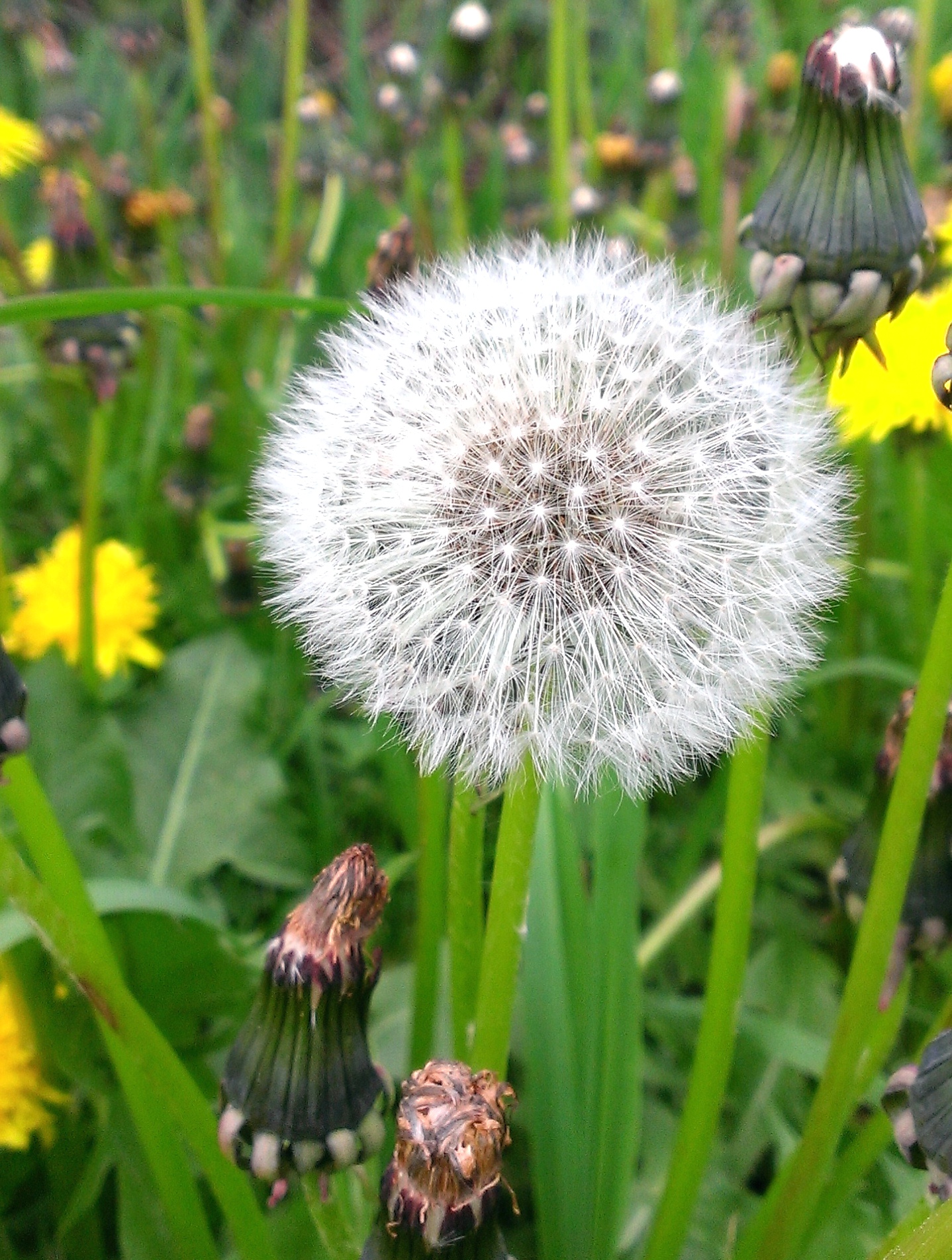 Dandy Lion Wallpaper