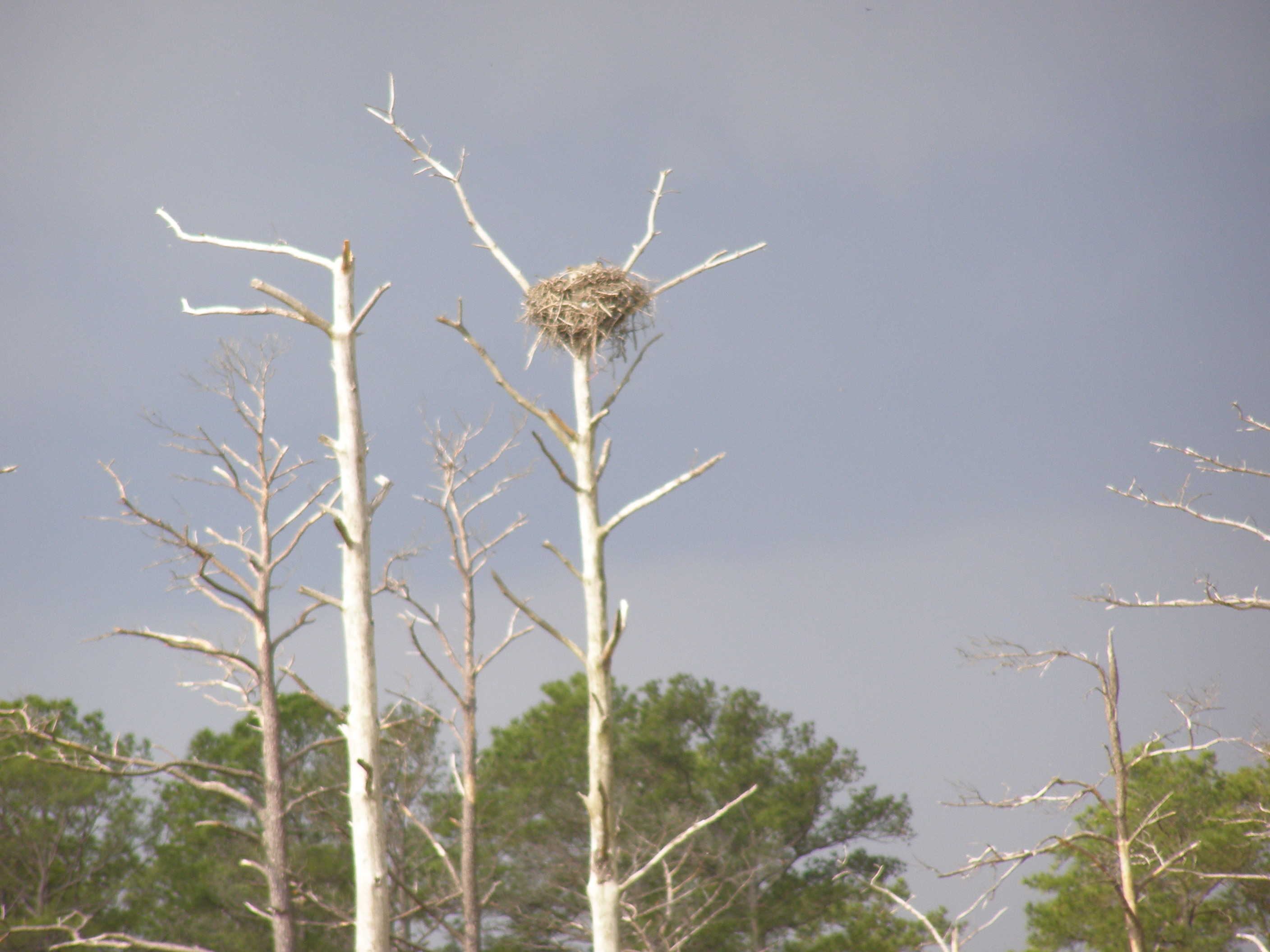 Free photo DE Eagles Nest Bird, Branches, De Free Download Jooinn