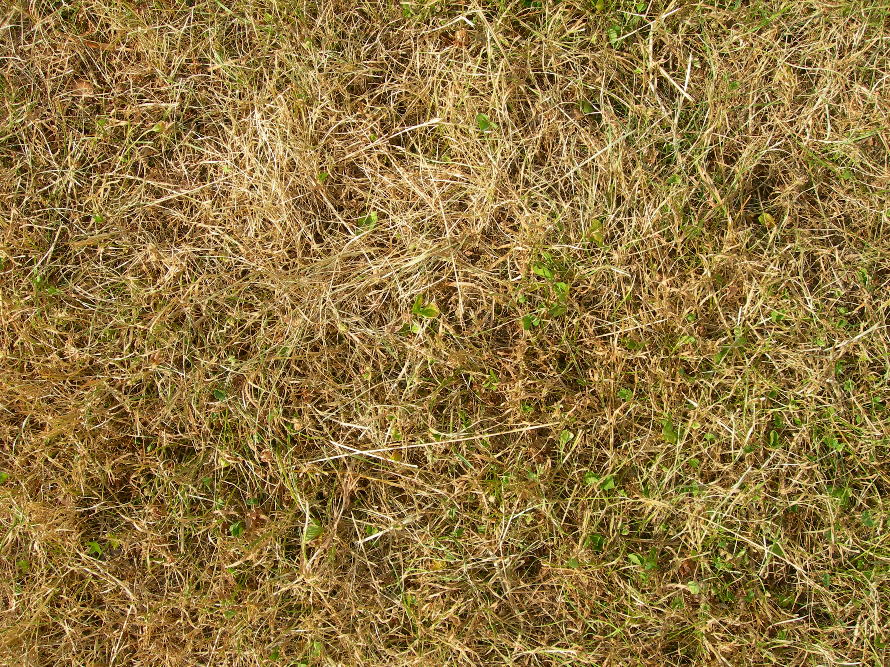 Free photo Yellow Grass Texture Dead, Grass, Nature Free Download