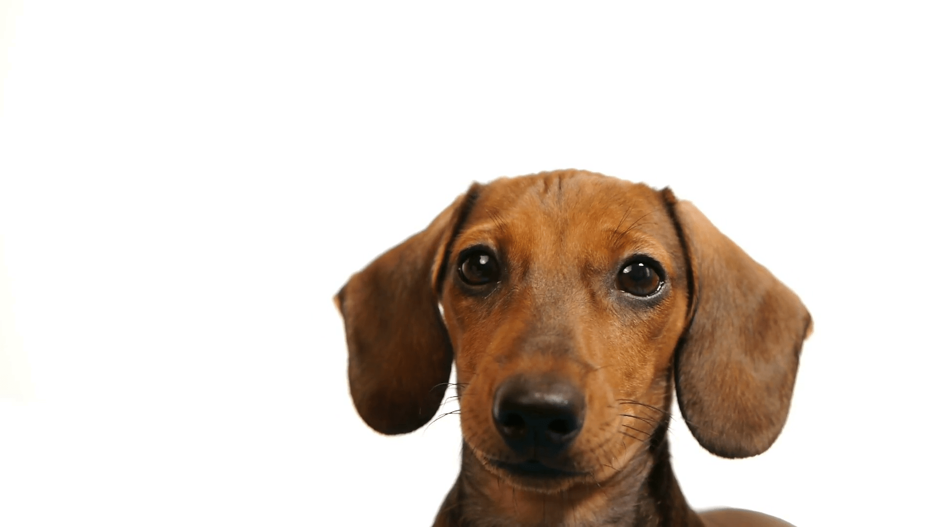 Free photo Dog Head Animal, Dog, Head Free Download Jooinn