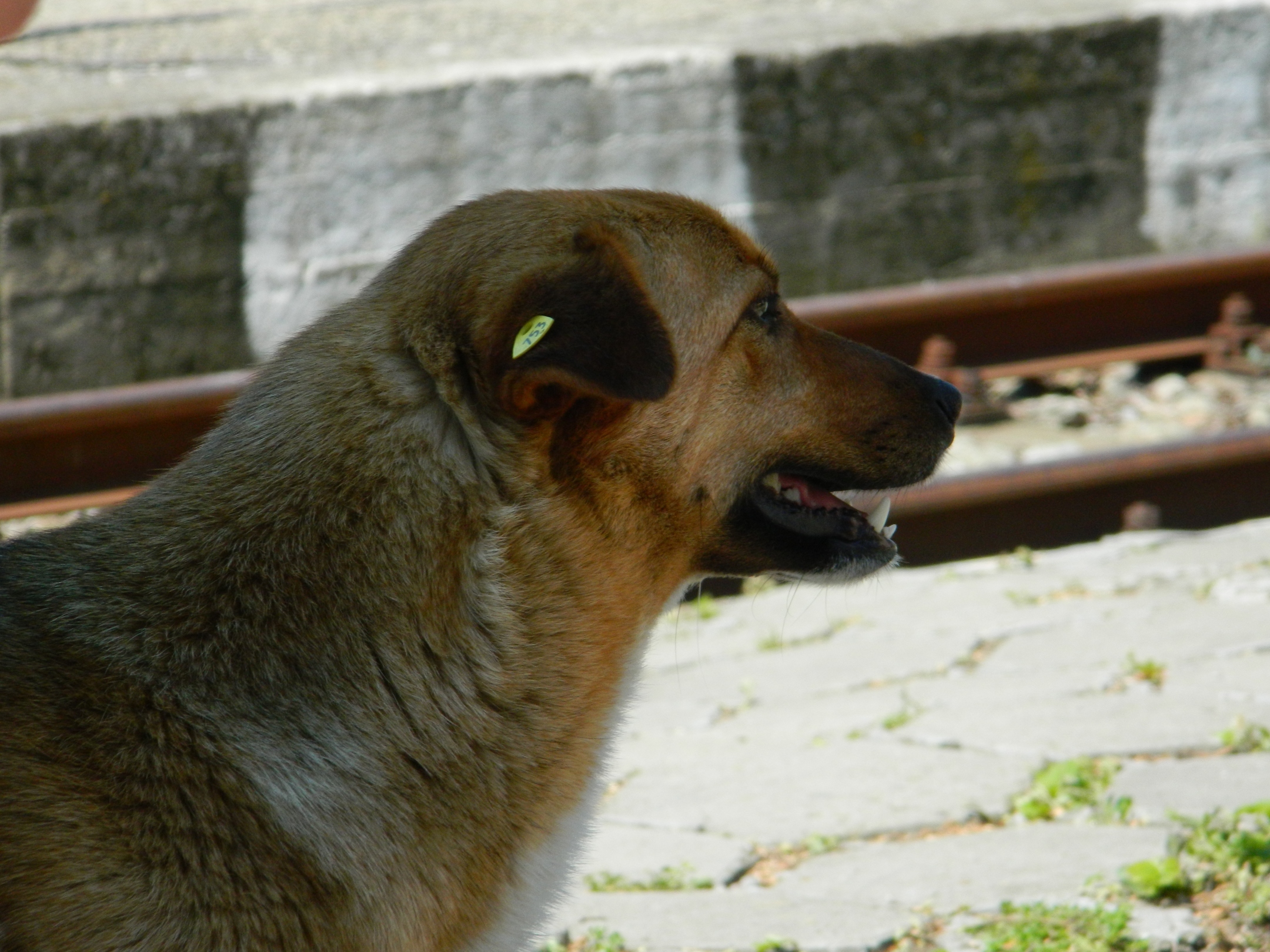 Free photo Dog Head Animal, Dog, Head Free Download Jooinn