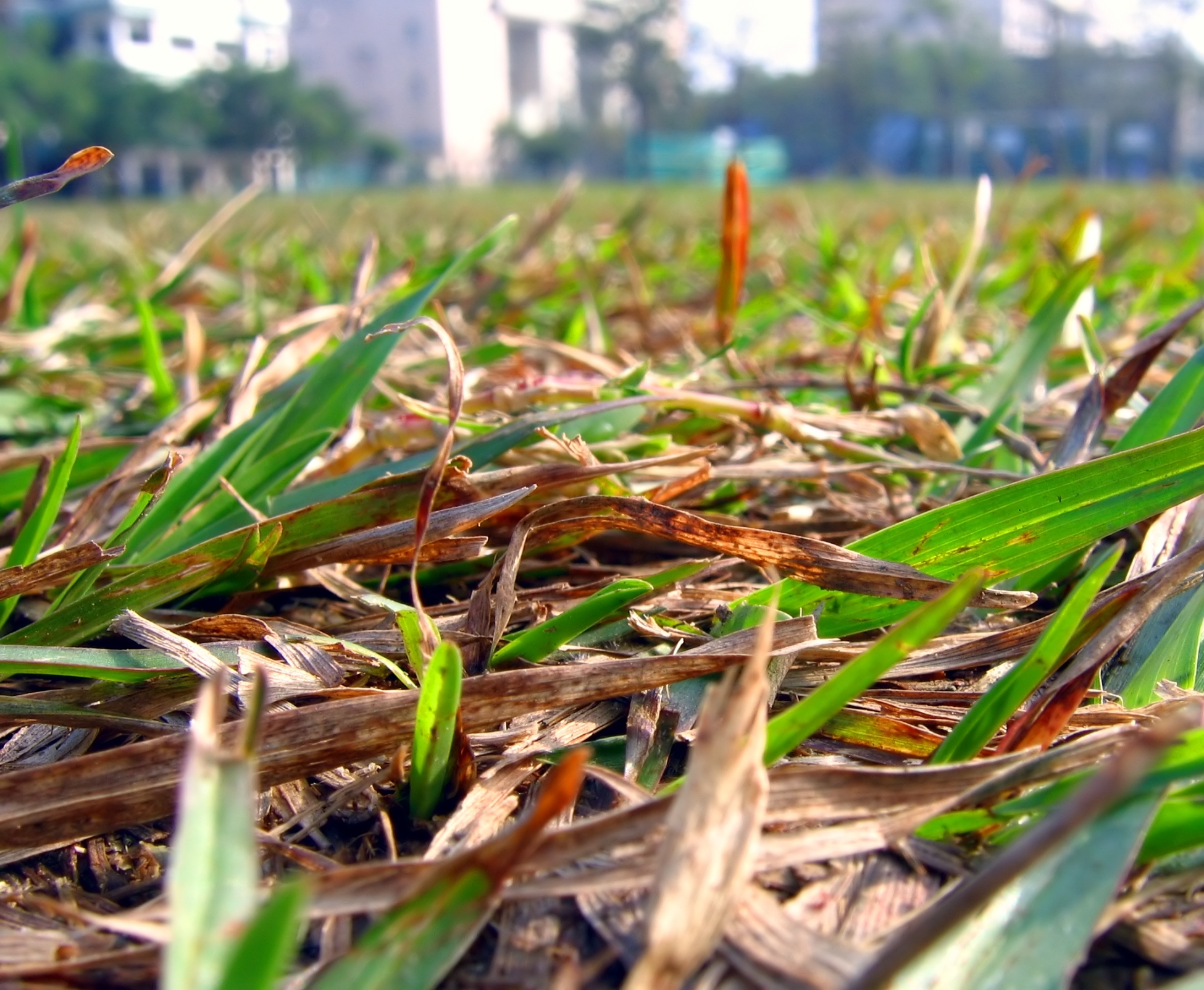 Free photo Dried Up Grass Blade, Ground, Wilted Free Download Jooinn