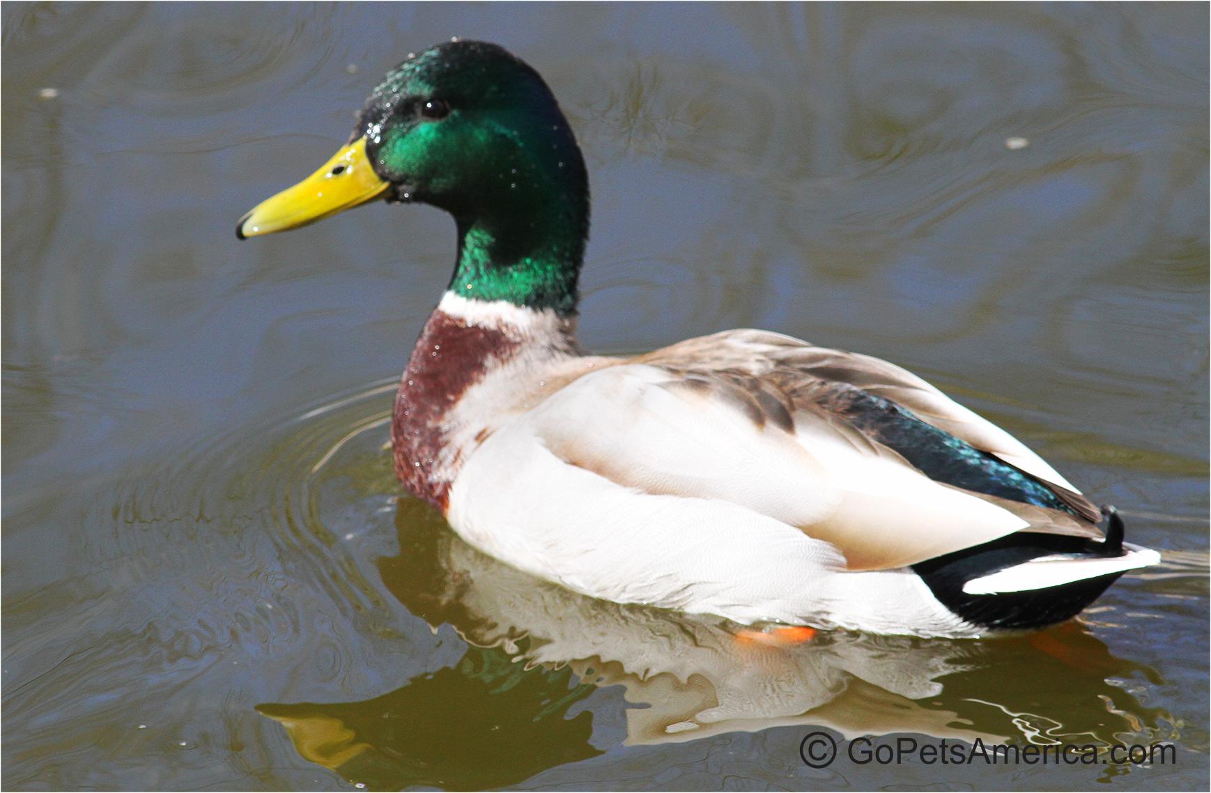 Free photo Ducks Bird, Birds, Duck Free Download Jooinn