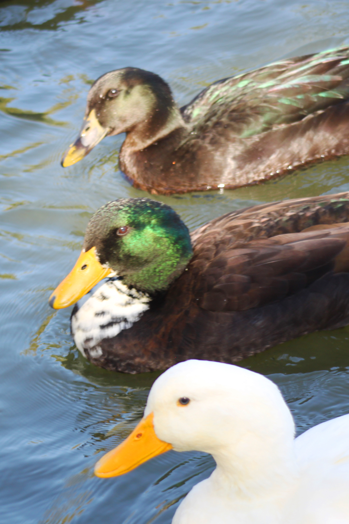 Free photo Ducks Animals, Birds, Food Free Download Jooinn