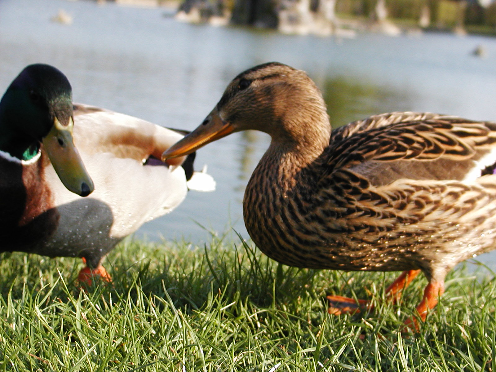 Free photo Ducks Birds, Closeup, Duck Free Download Jooinn