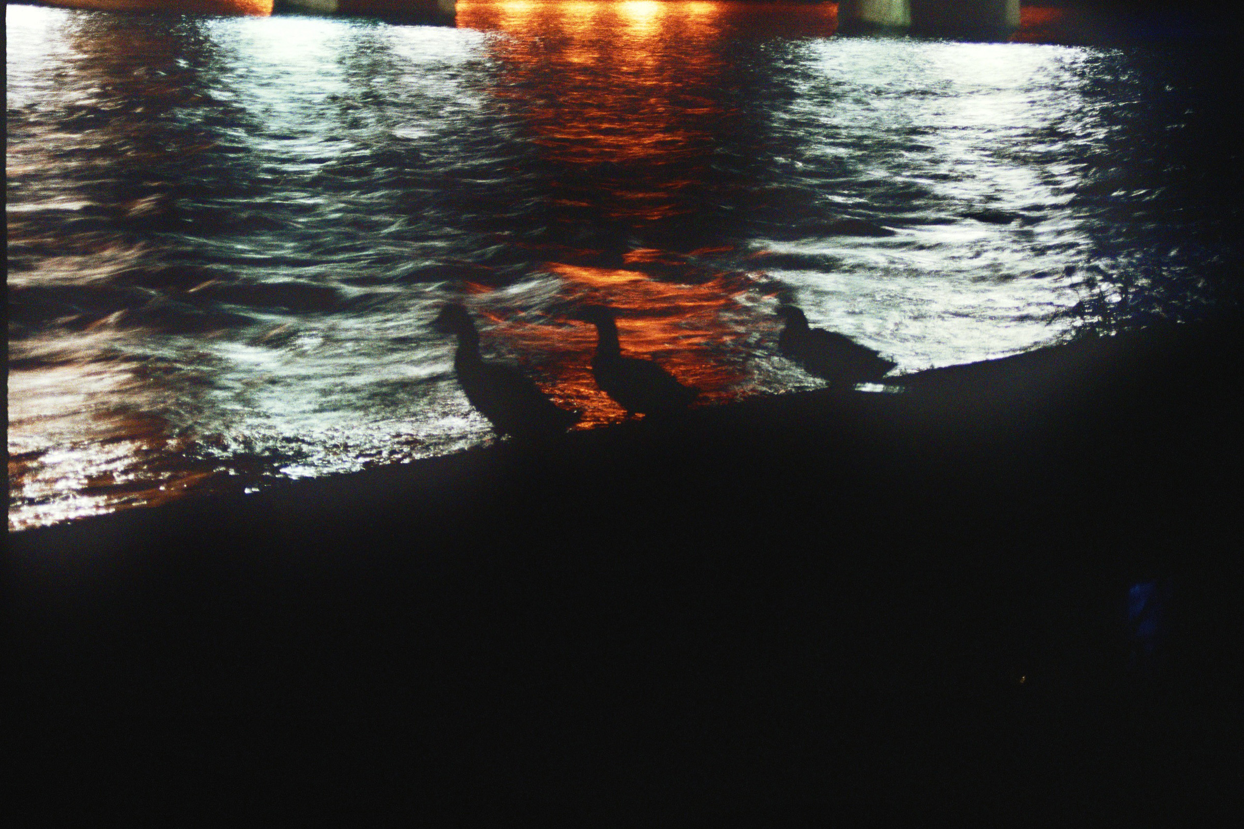 Free photo Ducks at night Animals, Birds, Dark Free Download Jooinn