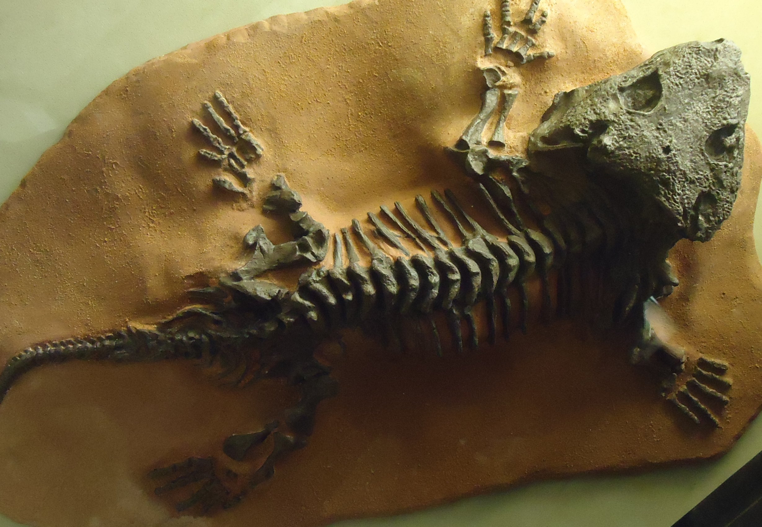 Free photo Early Lizard Fossil Fossil, Lizard, Reptile
