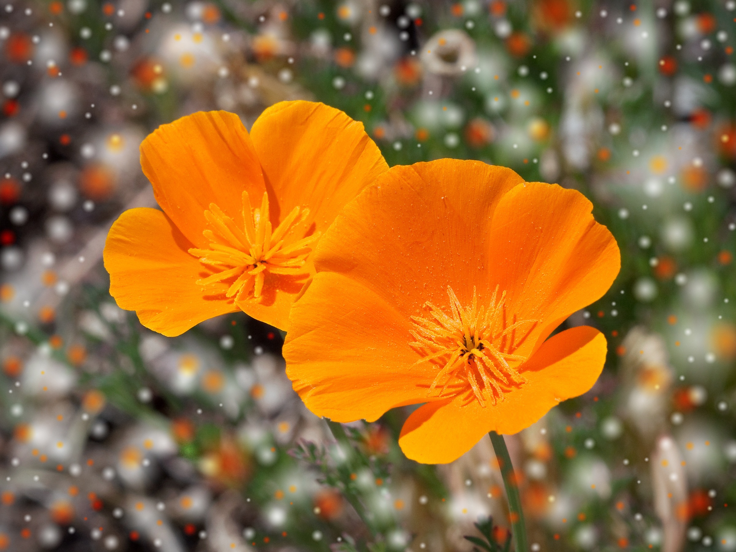 Free photo Edit Flower, Fragrance, Fresh Free Download Jooinn