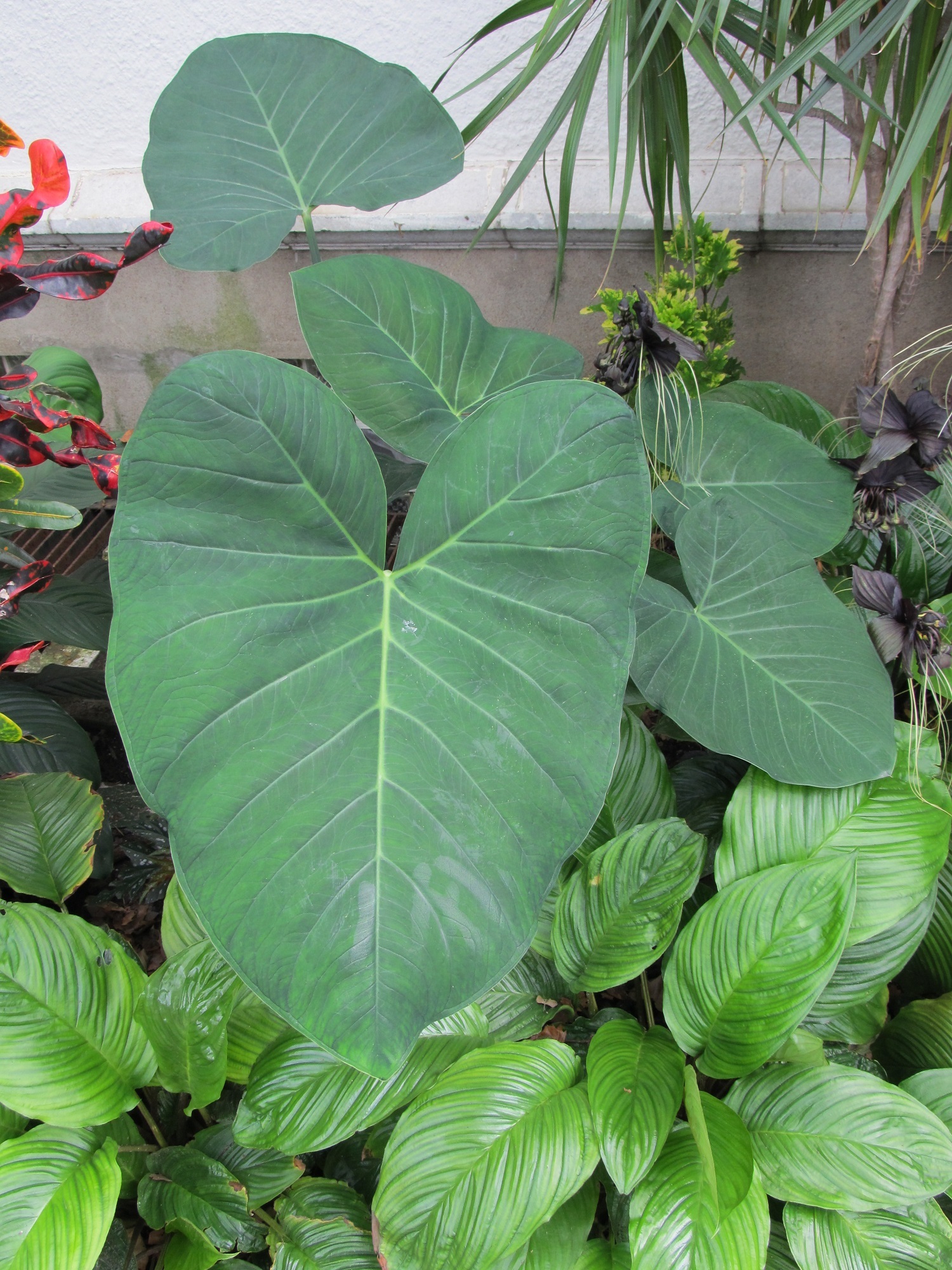 Free photo Elephant Ears Ear, Elephant, Green Free Download Jooinn