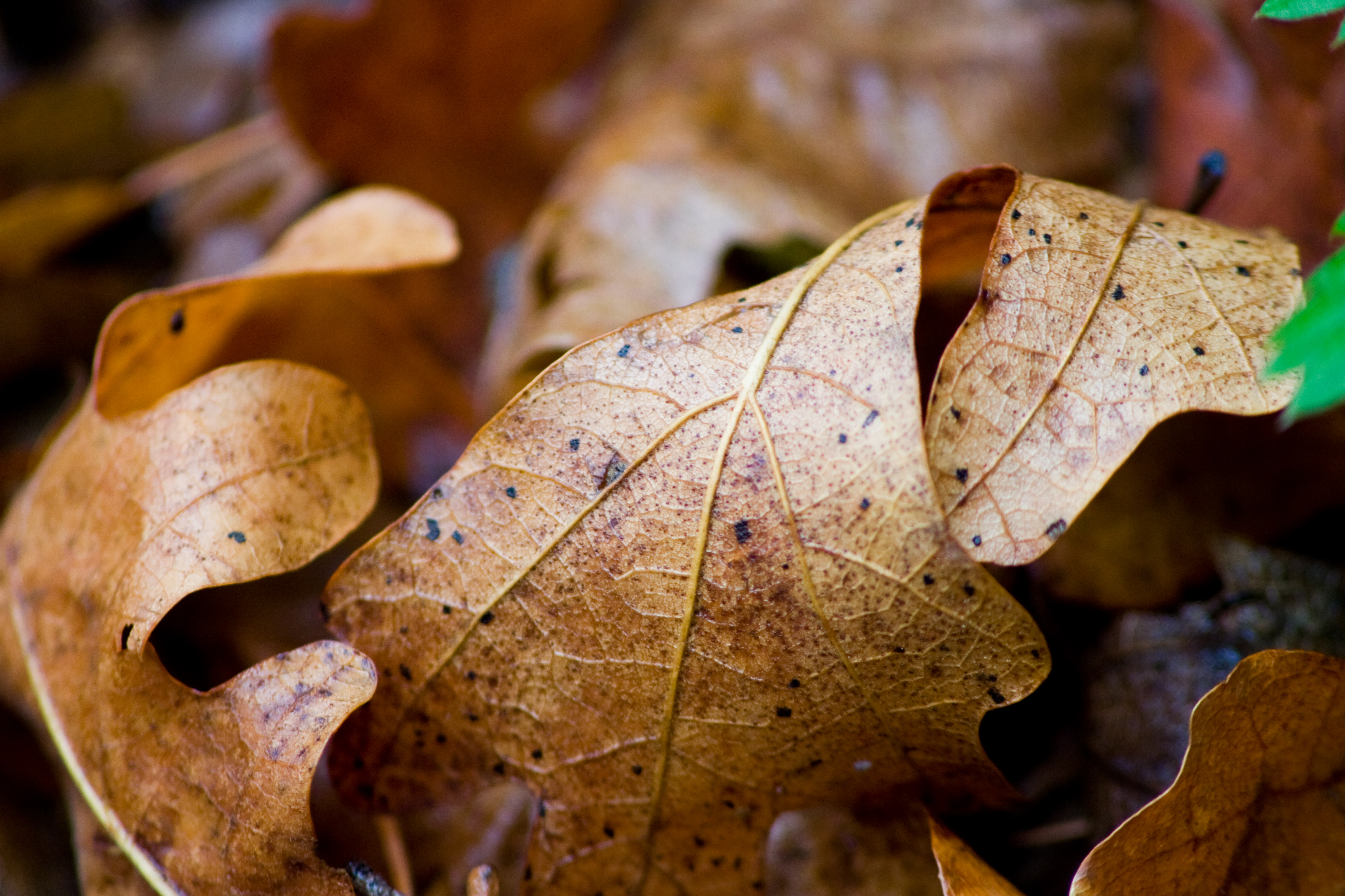 Free photo Fall death Autumn, Brown, Dead Free Download Jooinn