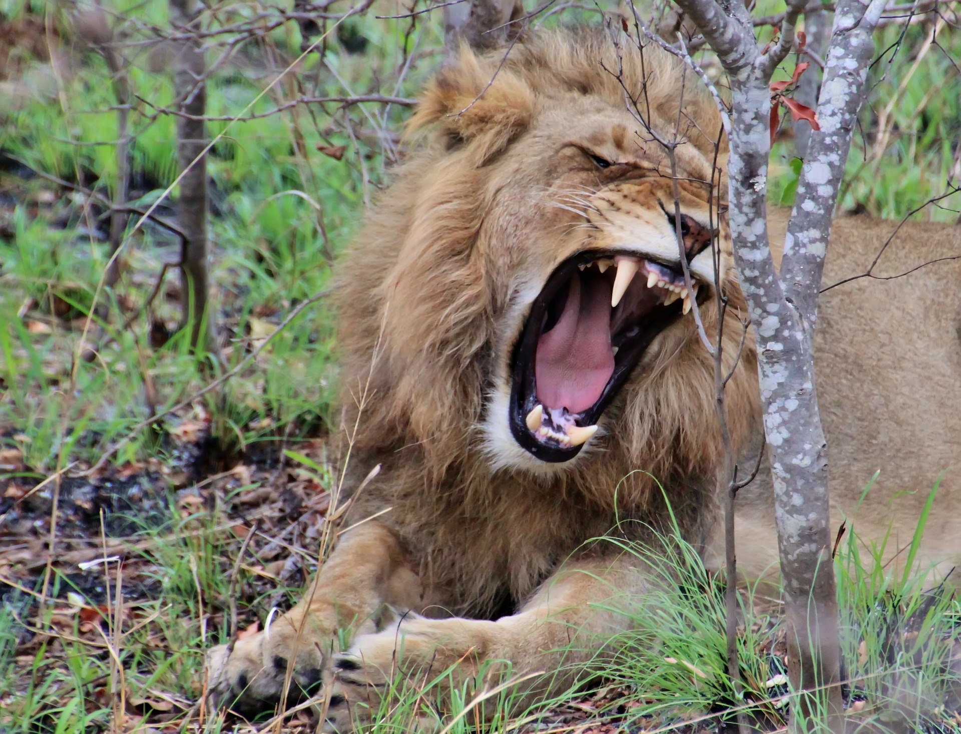 Free photo Fierce Animal, Lion, Powerful Free Download Jooinn