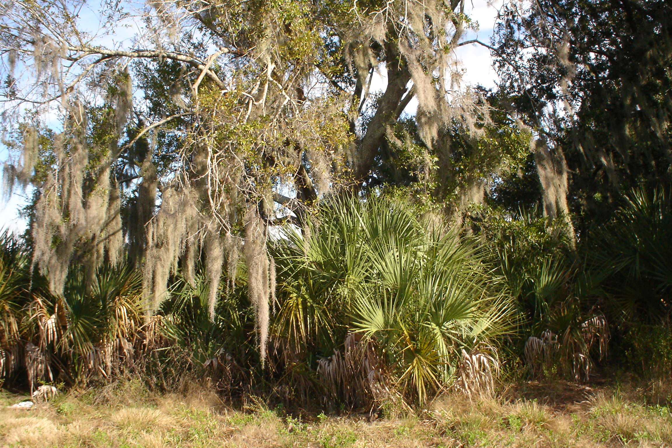 Free photo Florida Flora Flora, Florida, Green Free Download Jooinn