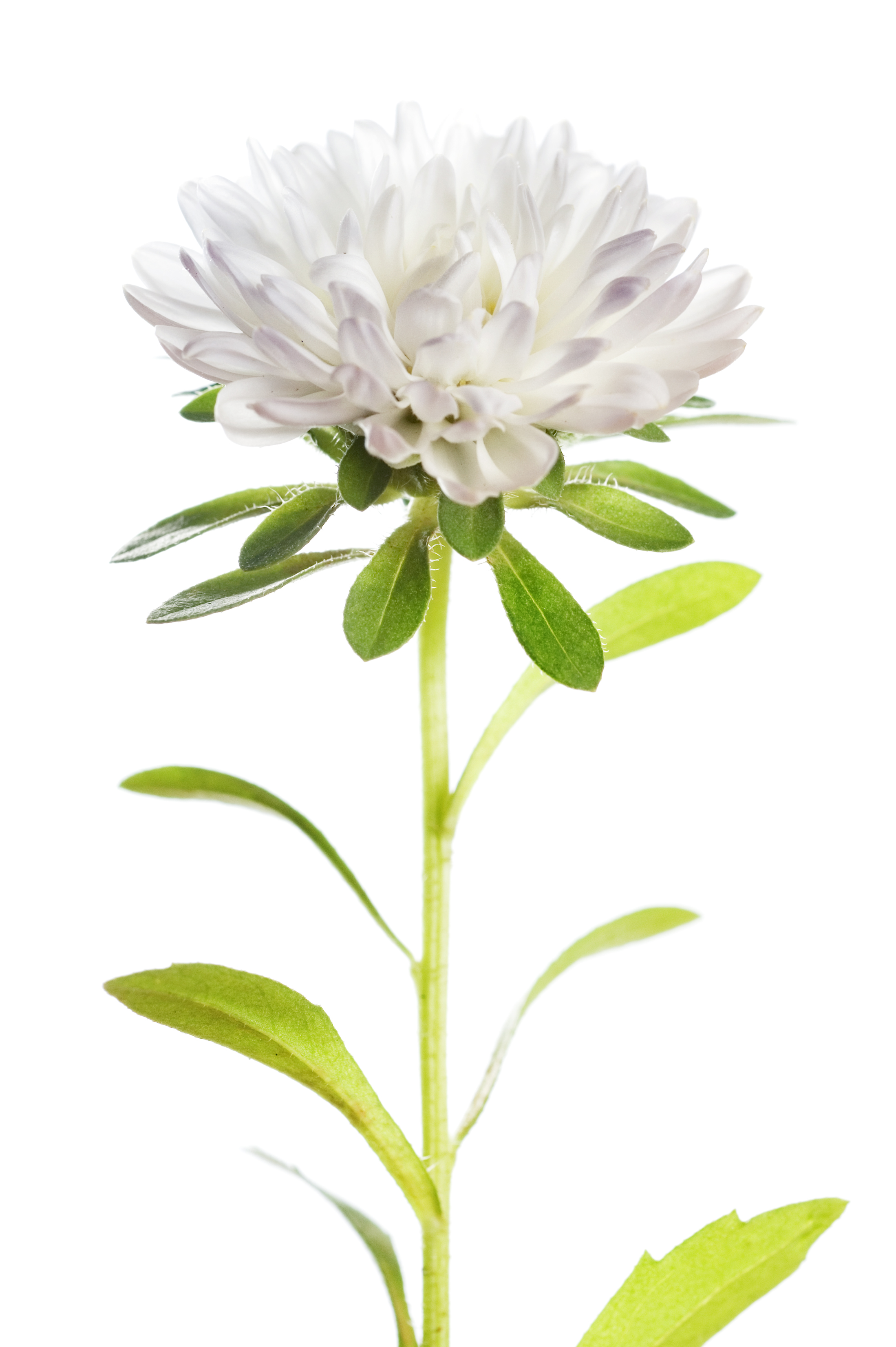 Free photo Flower Bloom, Blooming, Closeup Free Download Jooinn