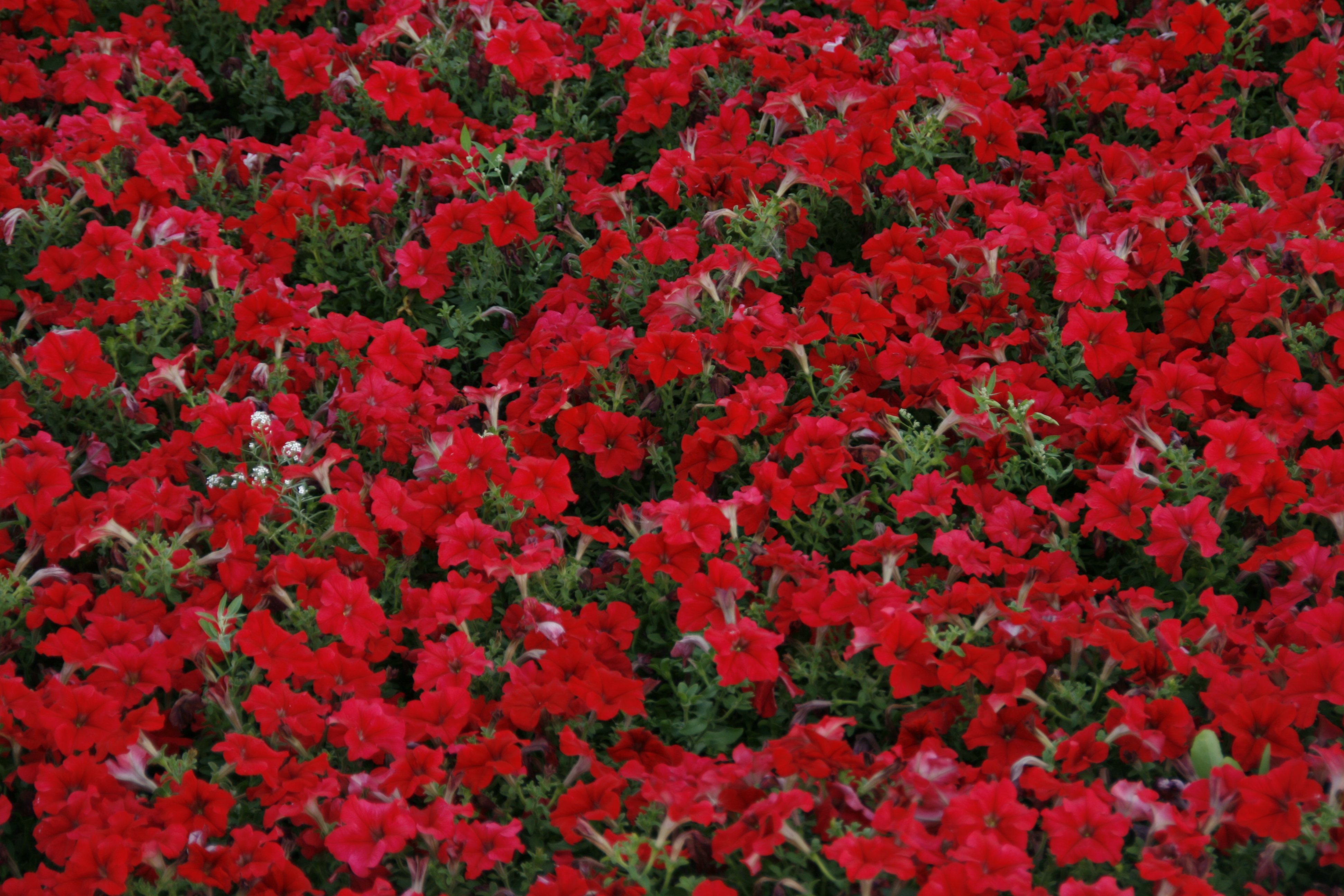 Free photo Flower Background Beautiful, Bloom, Colorful Free