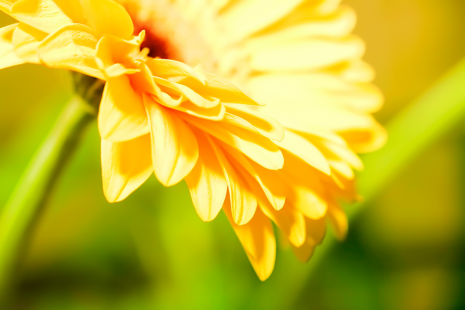 Free photo Flower background Beautiful, Blossom, Botany Free