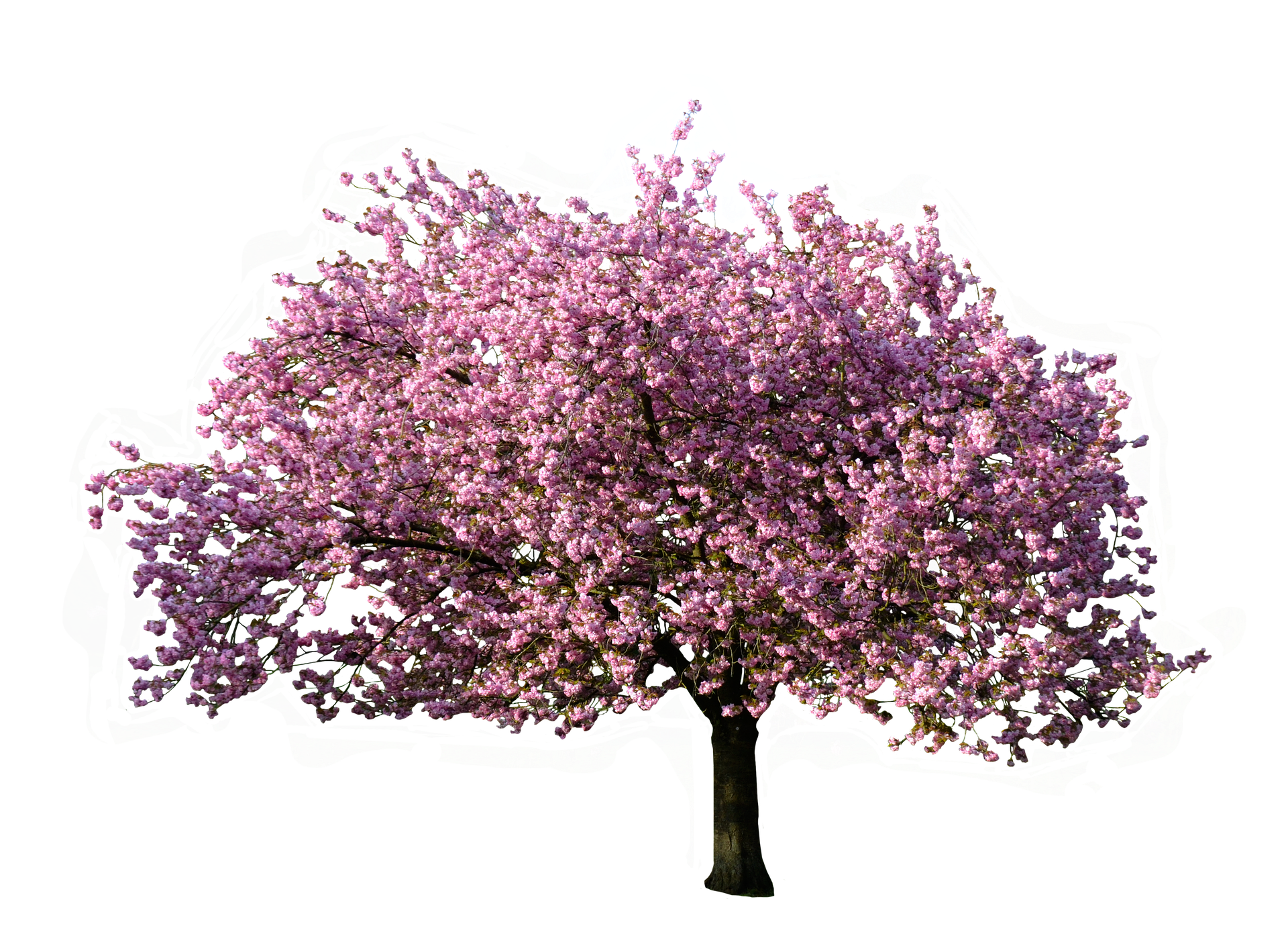 Free photo Flower Tree Blooming, Flower, Fragrance Free Download