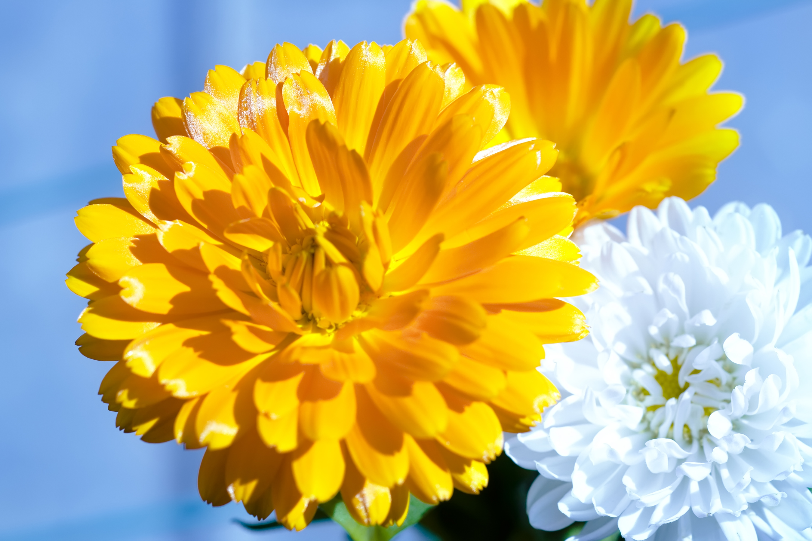 Free photo flowers Beautiful, Naturally, Green Free Download Jooinn