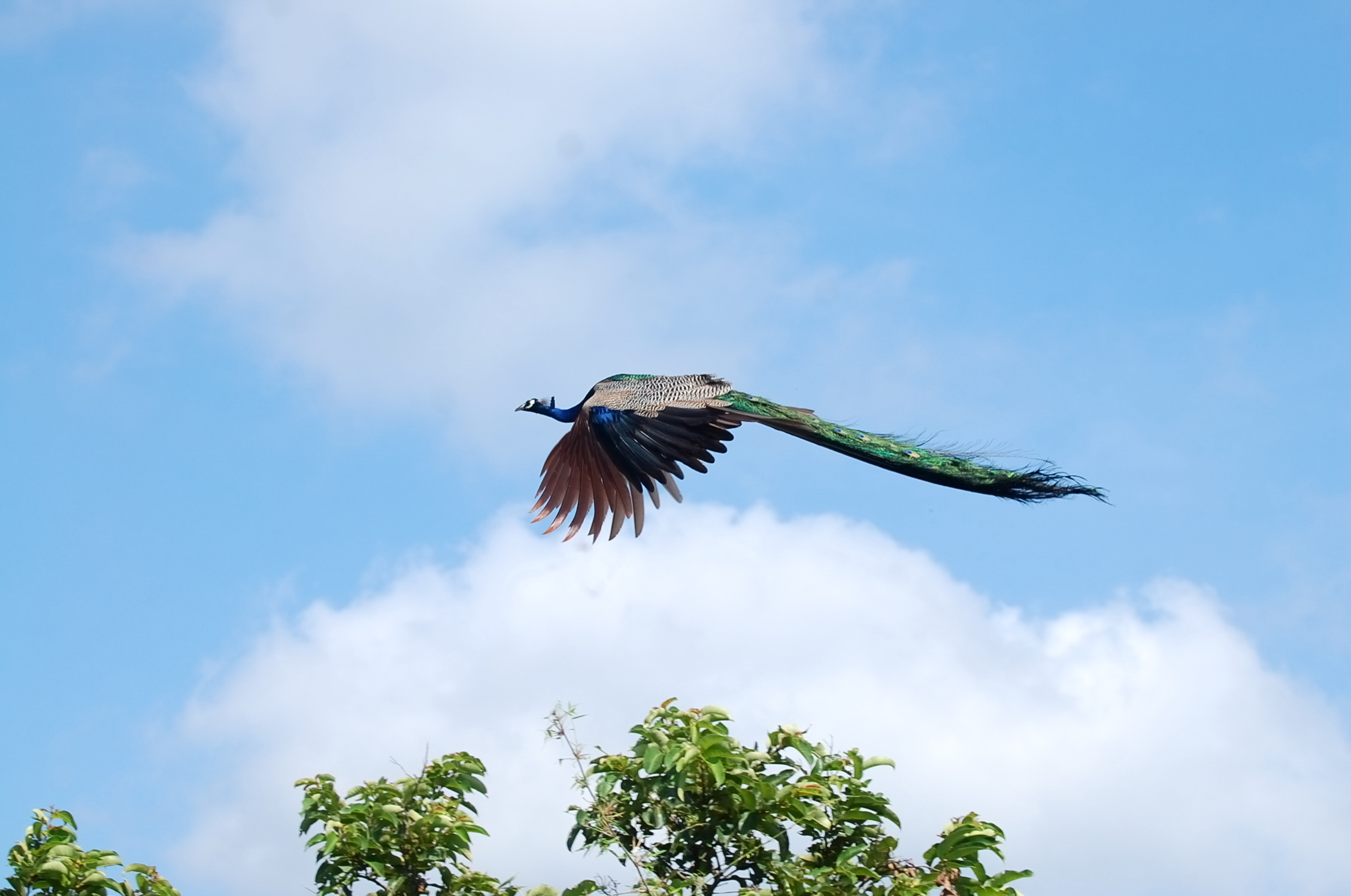 Free photo Flying Peacock Bird, Clouds, Feathers Free Download