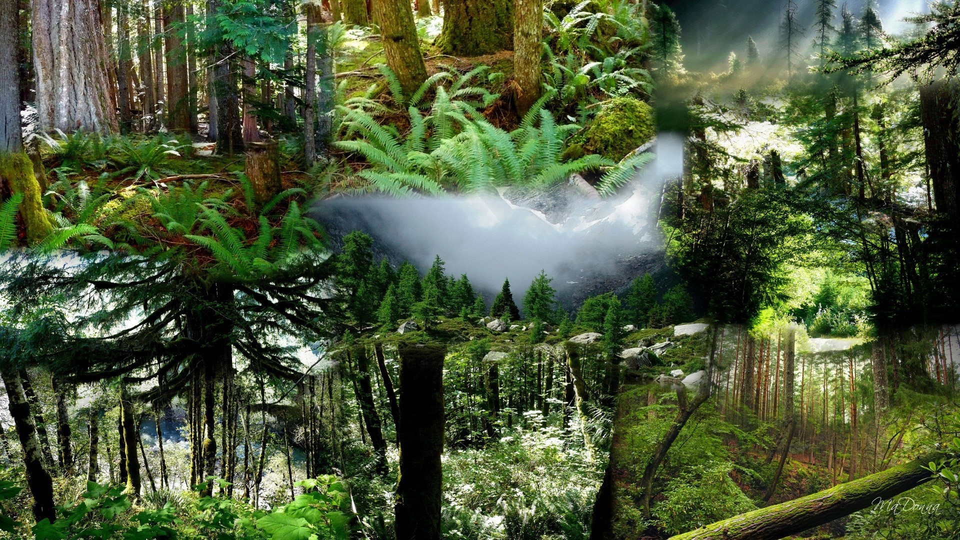 Free photo Forest collage Collage, Cutted, Five Free Download Jooinn