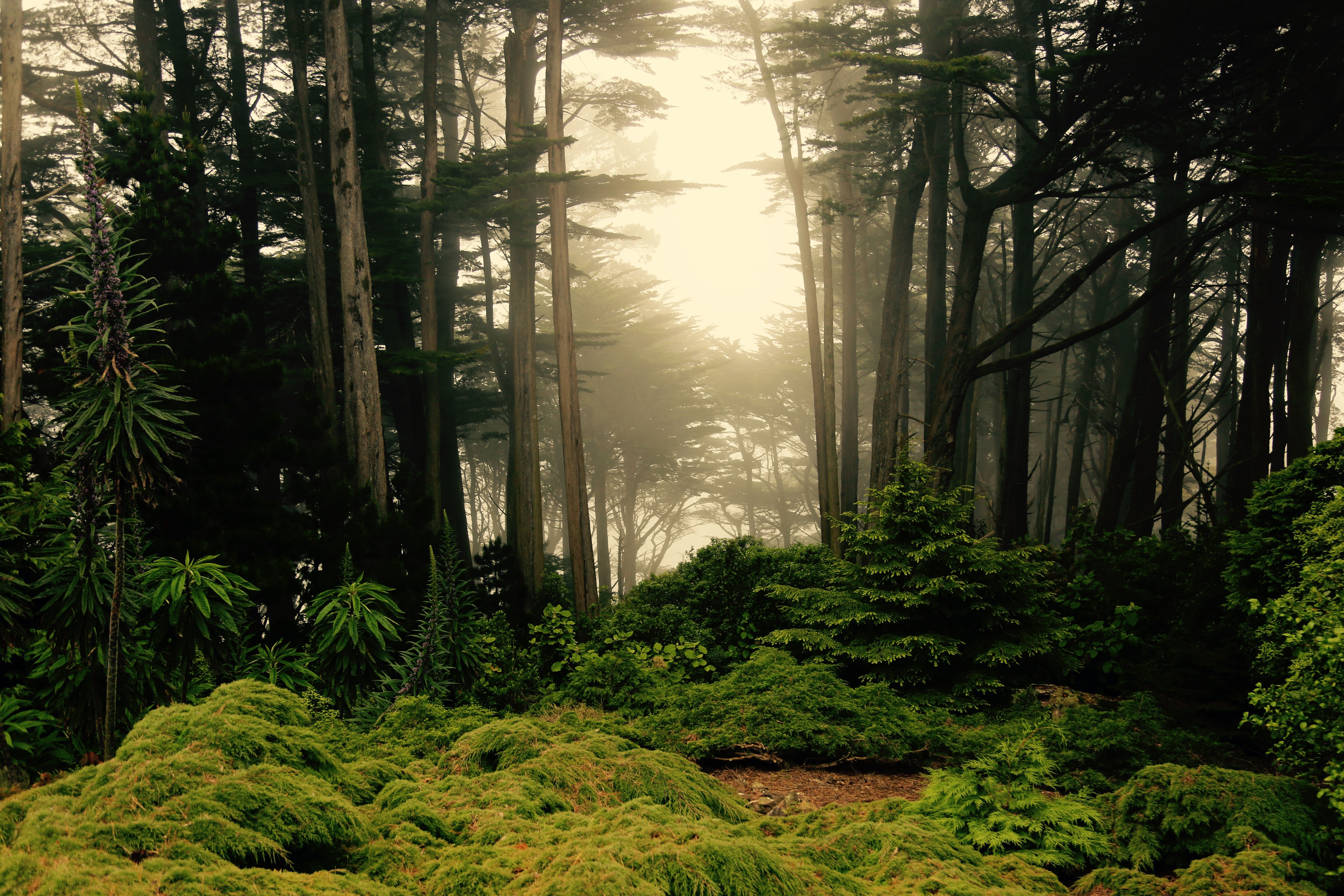 Free photo forest scene Alley, Park, Way Free Download Jooinn