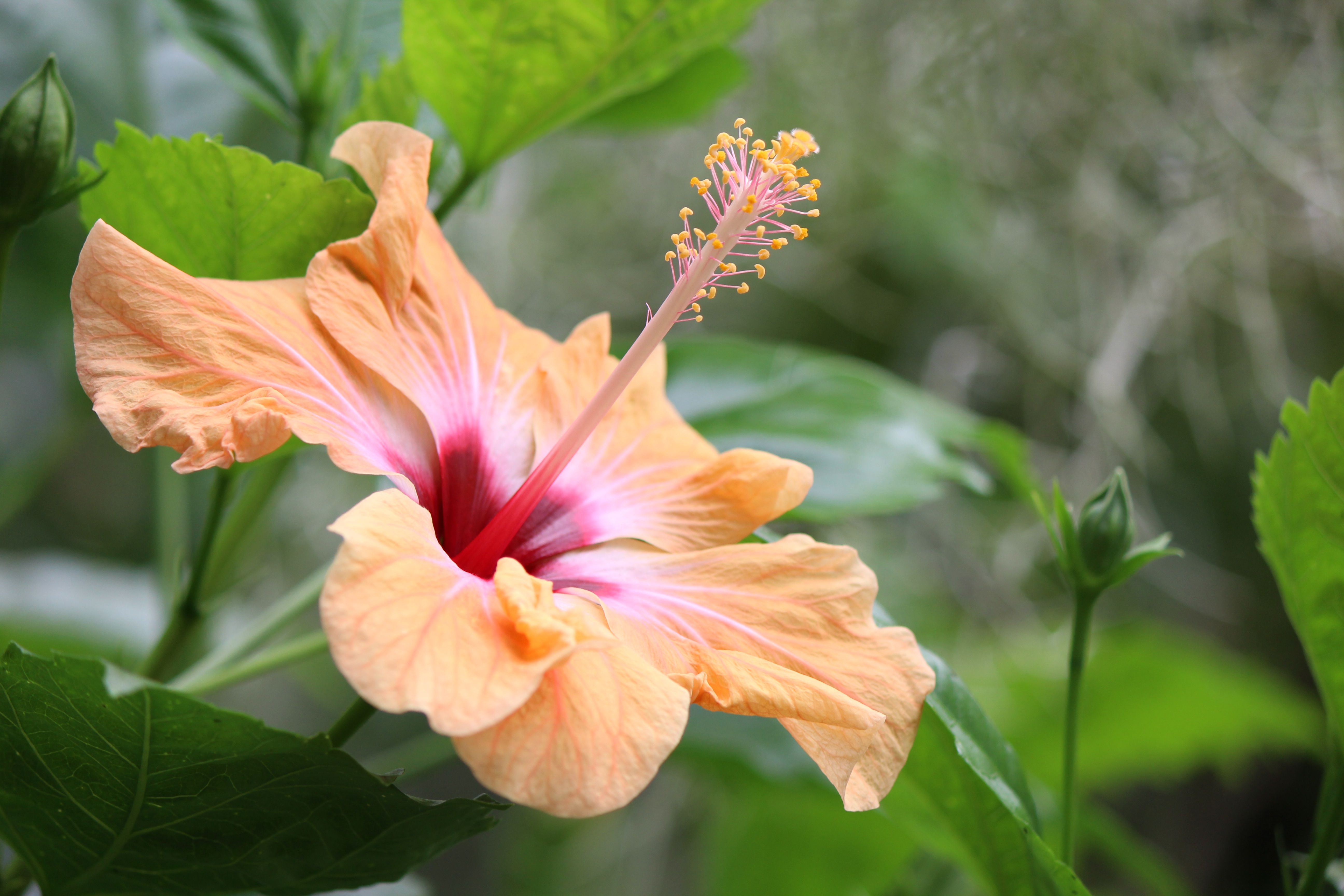 Free photo Fresh Hibiscus Blooming, Flower, Fragrance Free