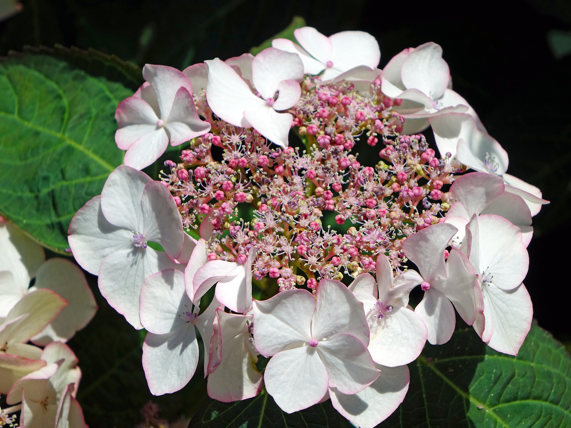 Free photo Fresh Hydrangeas Blooming, Flower, Fragrance Free