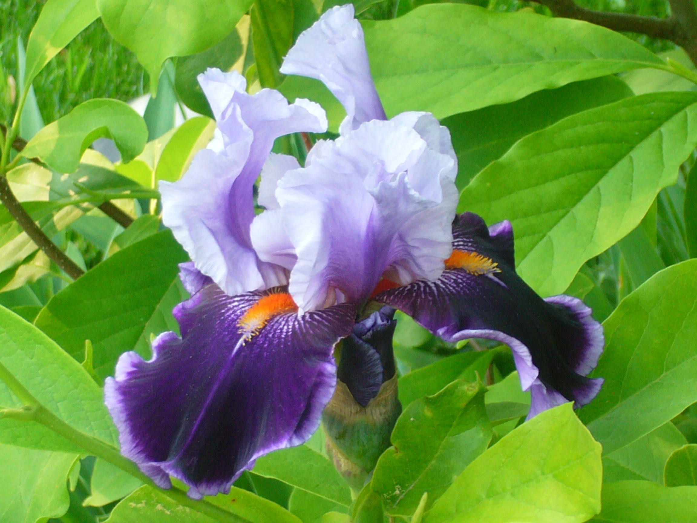 Free photo Fresh Iris Blooming, Flower, Fragrance Free Download Jooinn