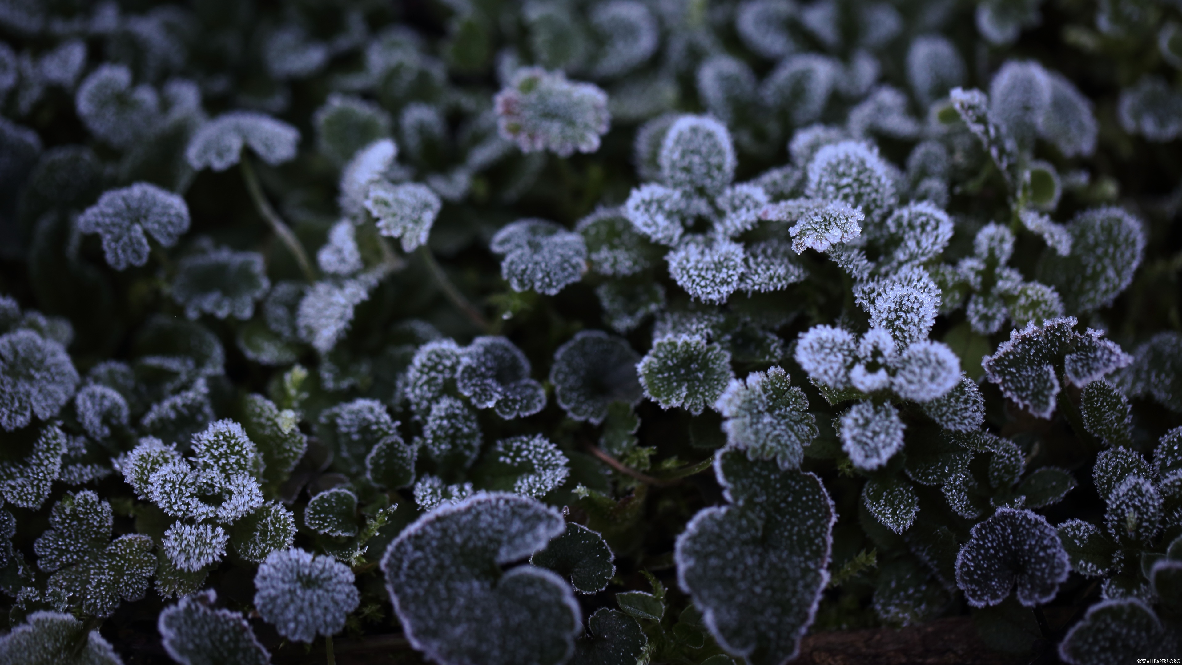 Free photo Frozen Plants Blue, Bokeh, Cold Free