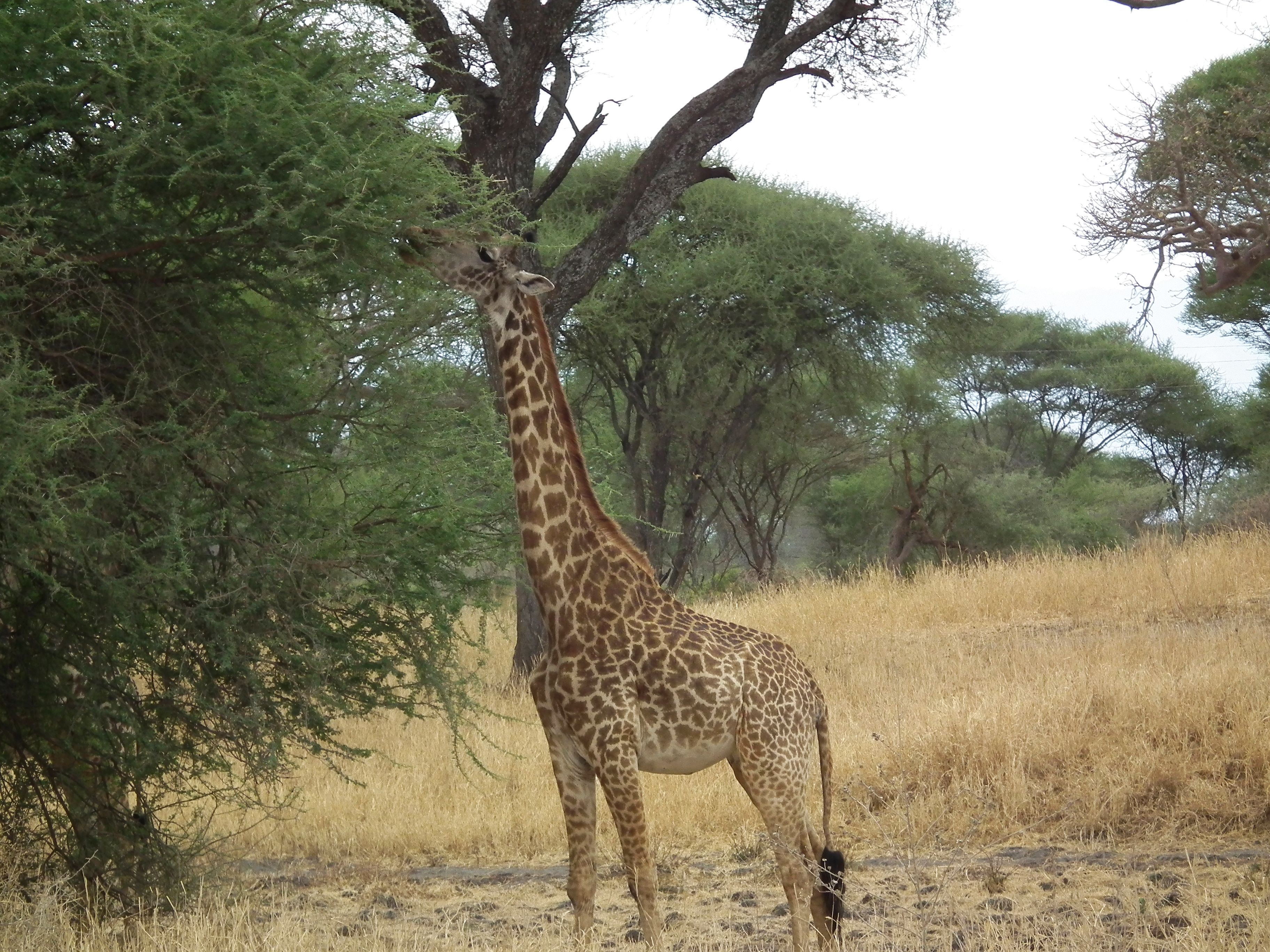 Free photo Giraffe Eating Africa, Animal, Giraffe Free Download