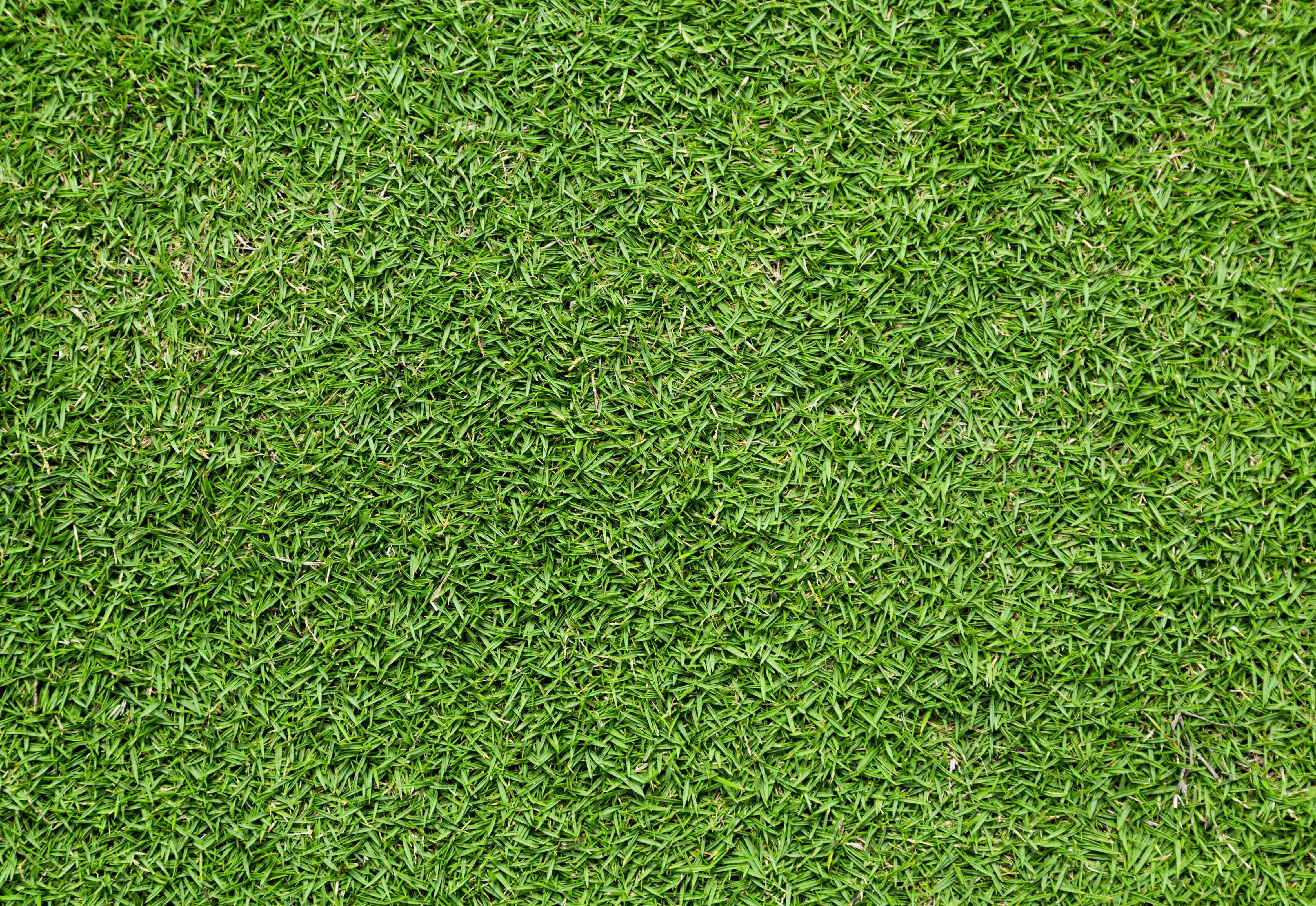 Free photo Grass Abstract, New, Lawn Free Download Jooinn