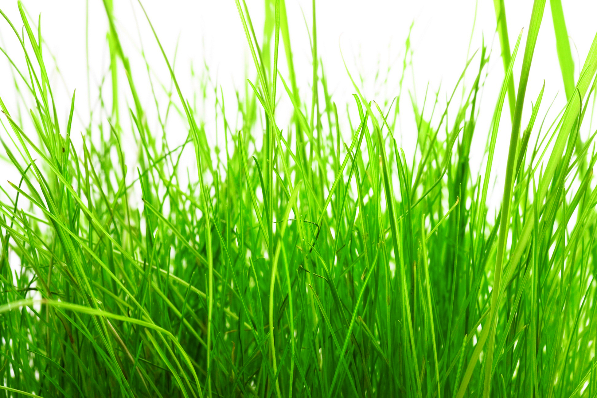 Free photo Grass White, Macro, Vibrant Free Download Jooinn