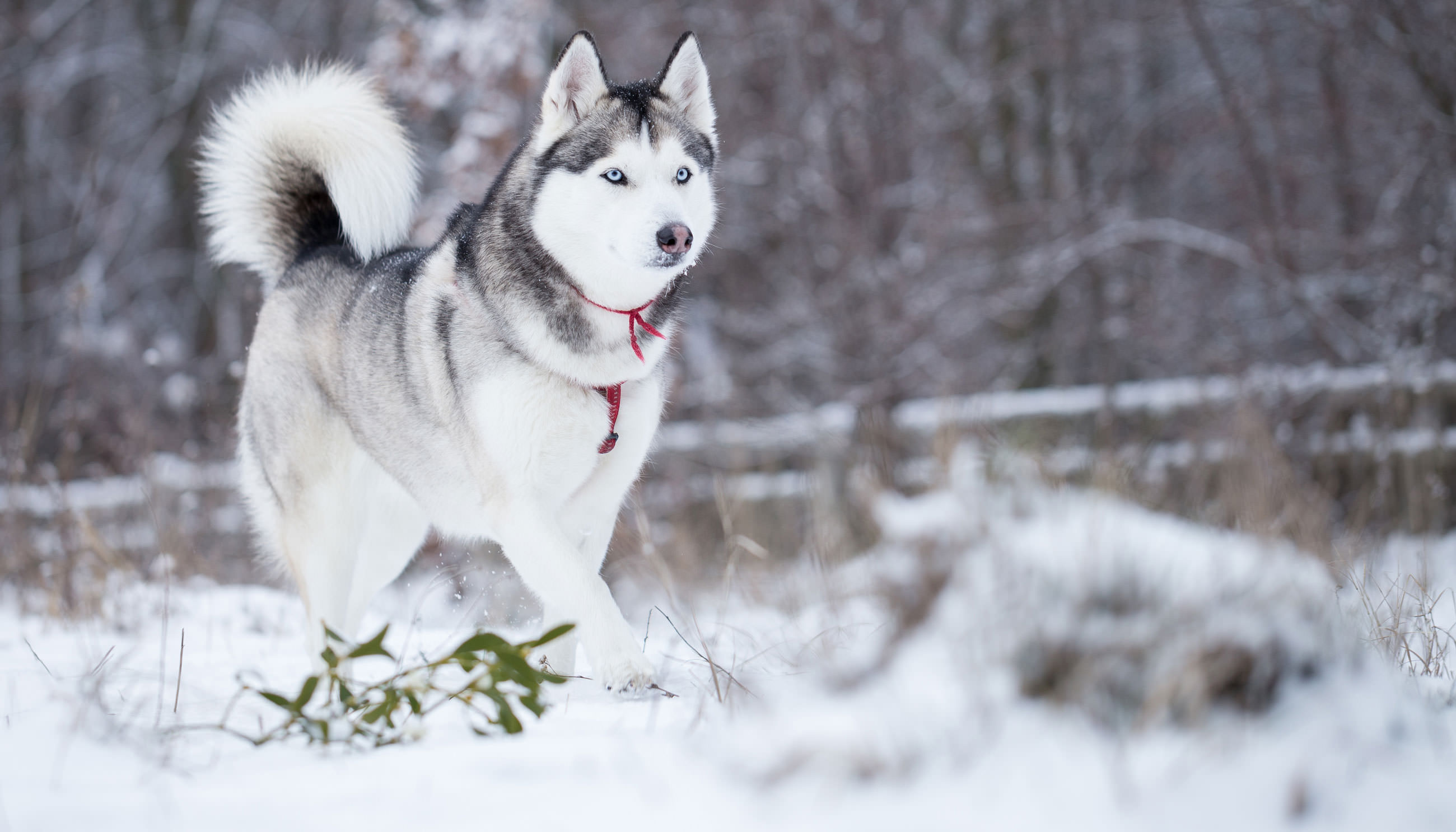 Free photo Gray Husky Animal, Hunter, Wildlife Free