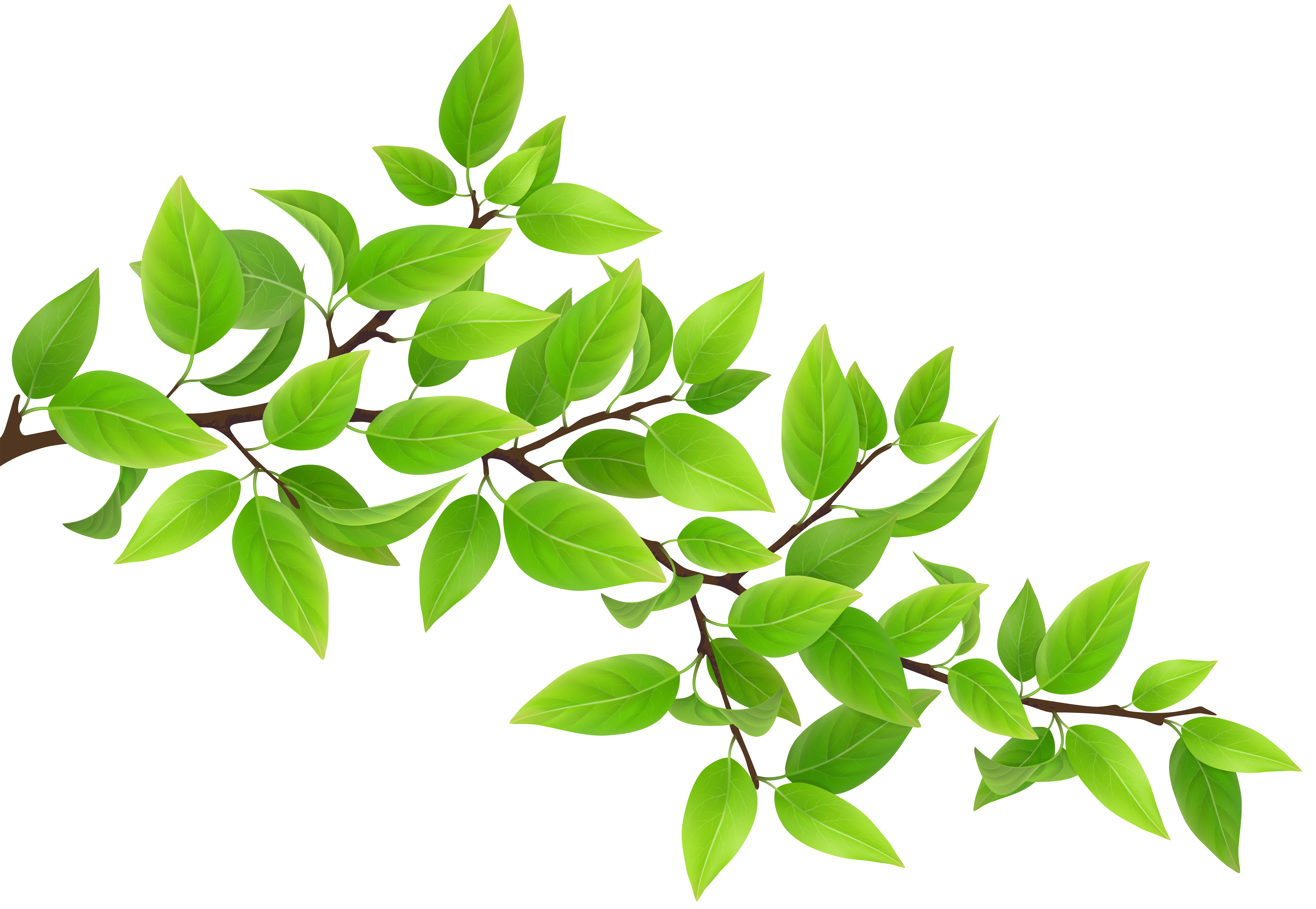 Free photo Branch Green, Leaf, Leave Free Download Jooinn