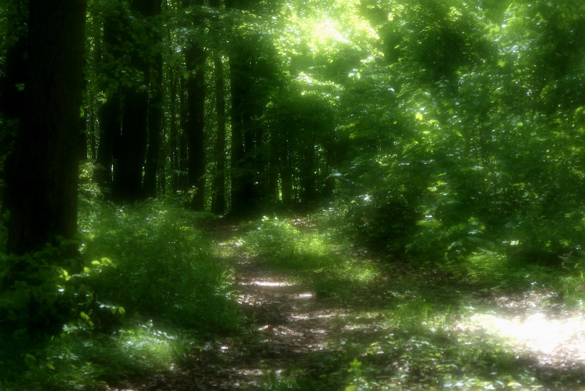 Free photo Green Forest Blurry, Floral, Fog Free Download Jooinn