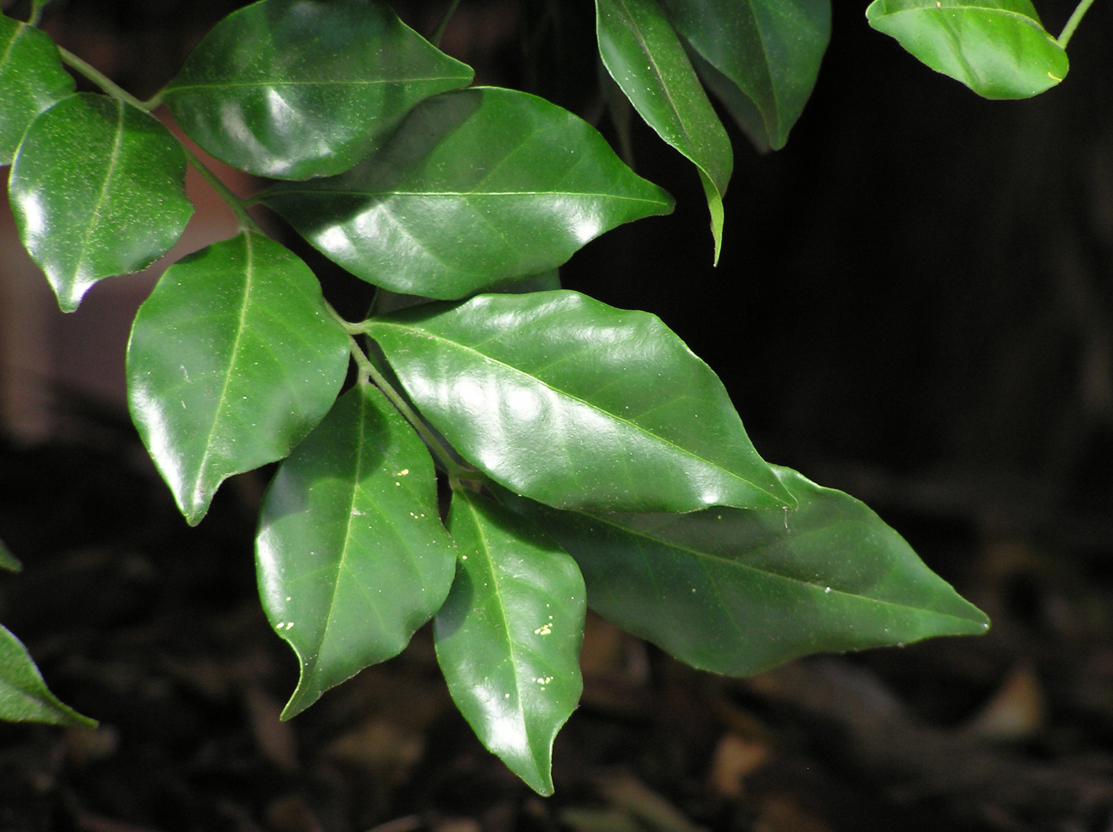 Free photo Green leafs Flower, Green, Leaf Free Download Jooinn