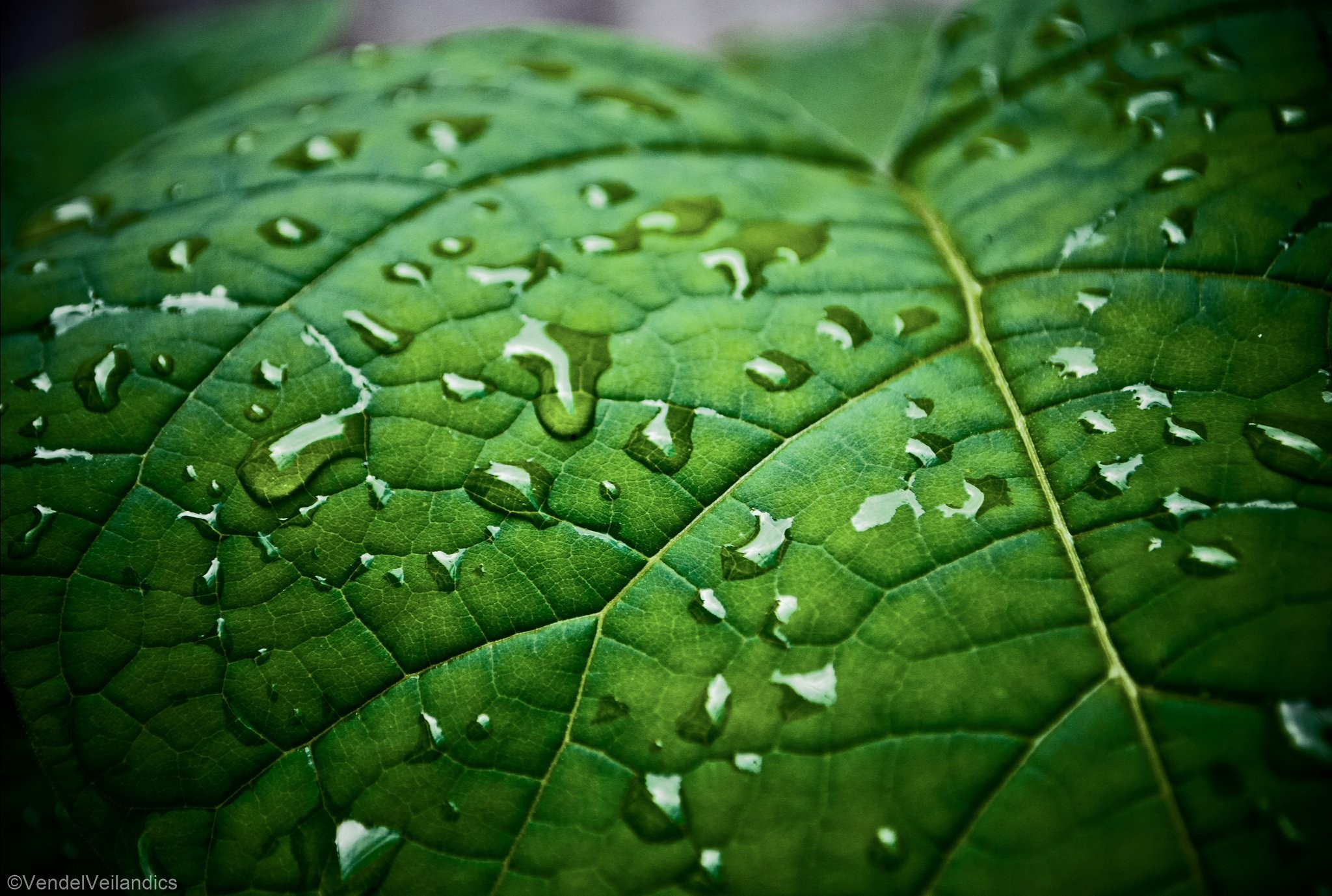 Free photo Green macro leaf Abstract, Botany, Closeup Free