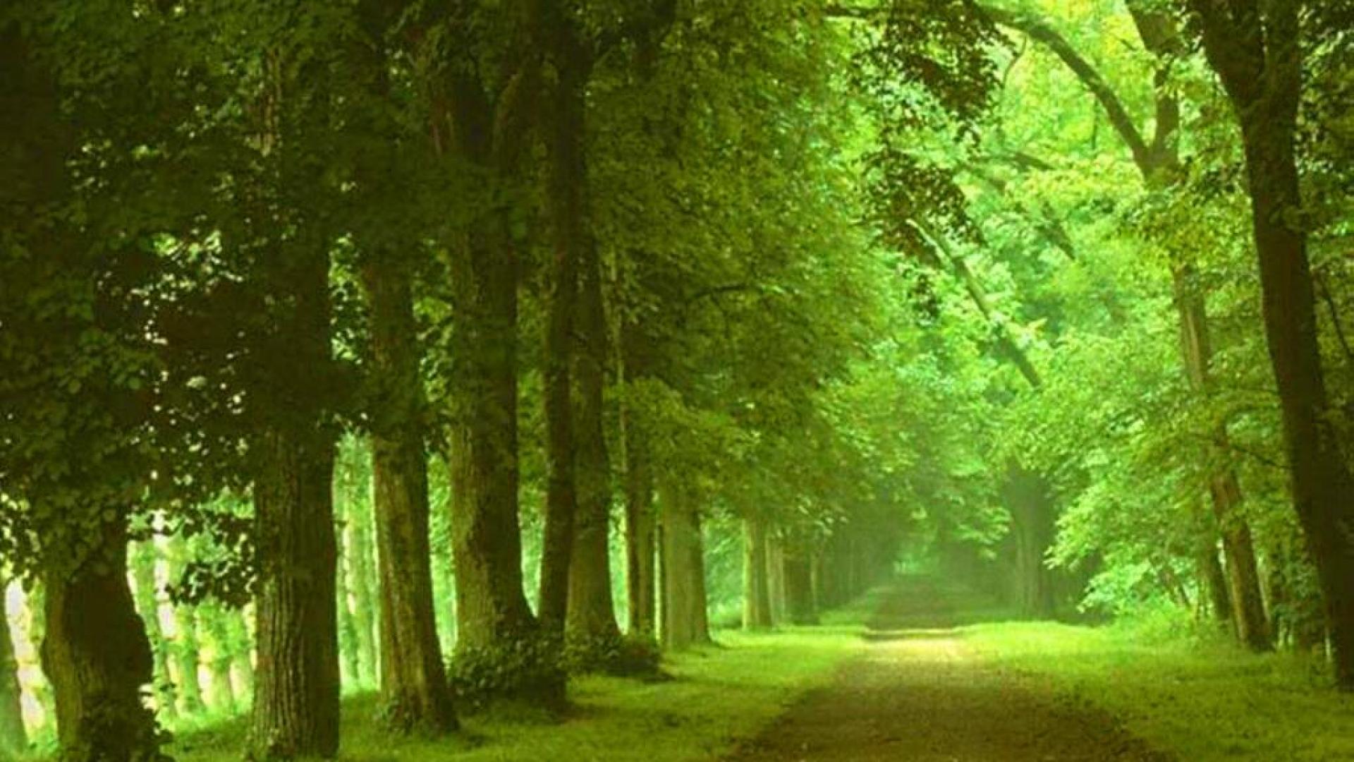 Free photo Green path Green, Nature, Path Free Download Jooinn