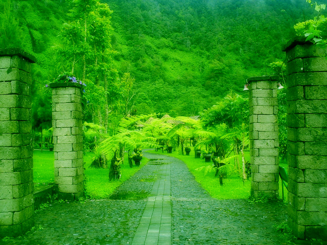 Free photo Green path Green, Nature, Path Free Download Jooinn