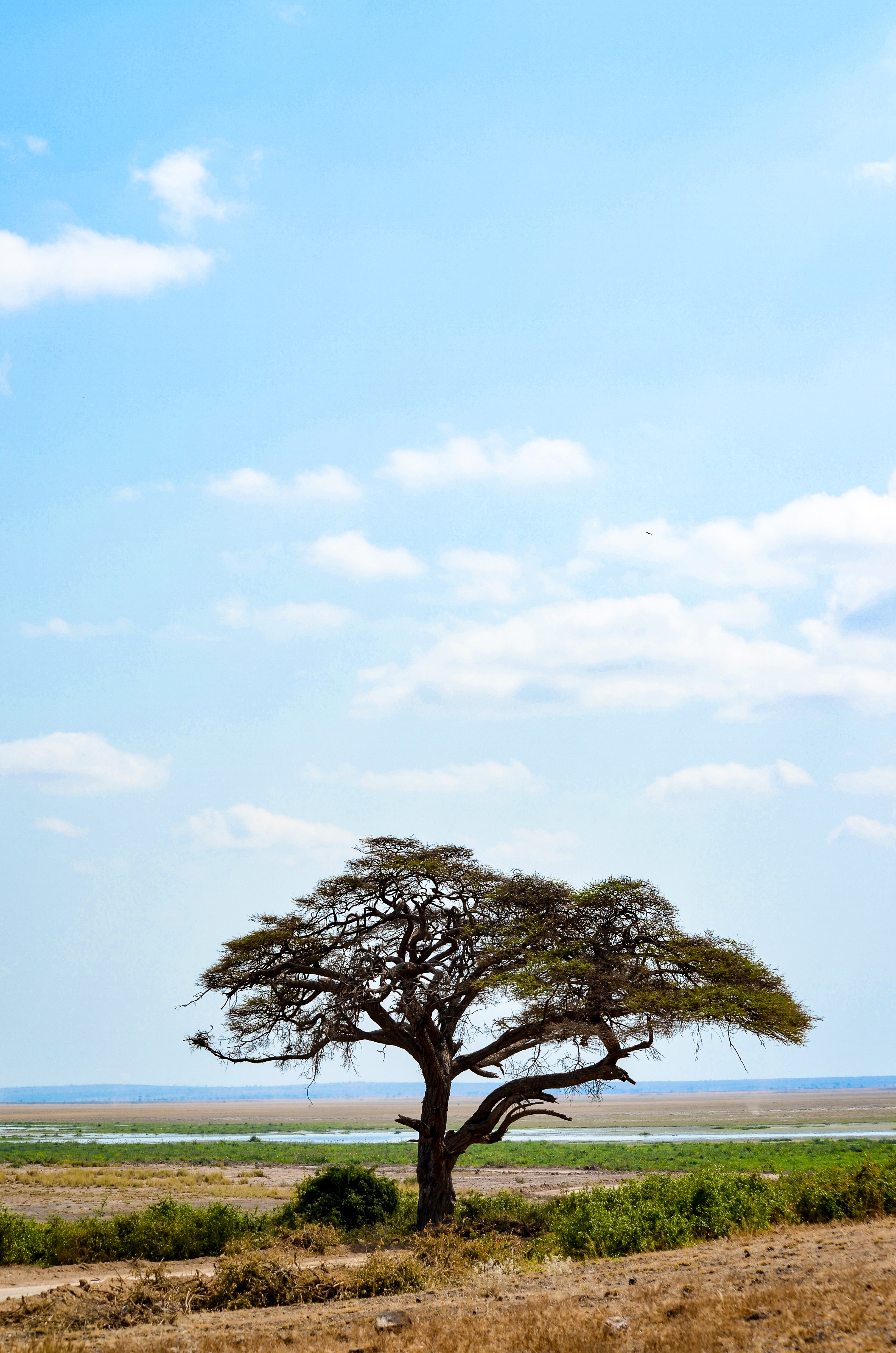 Free photo Green Tree Green, Greenery, Nature Free Download Jooinn