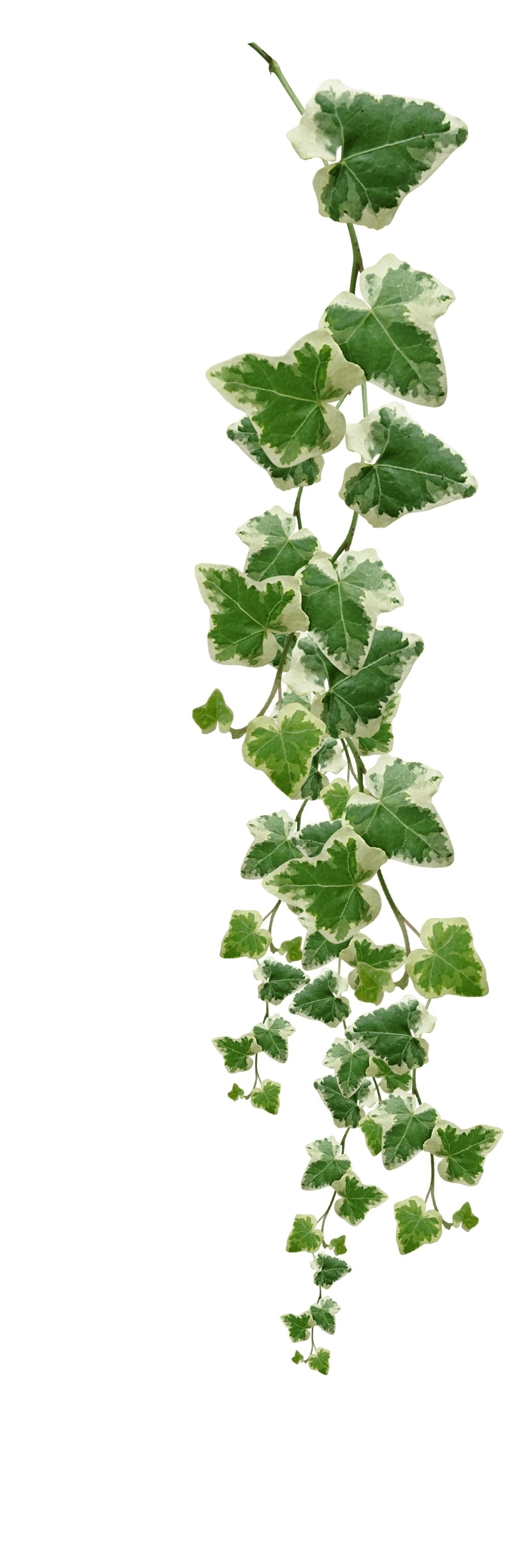 Free photo Green vine Fresh, Green, Leaves Free Download Jooinn