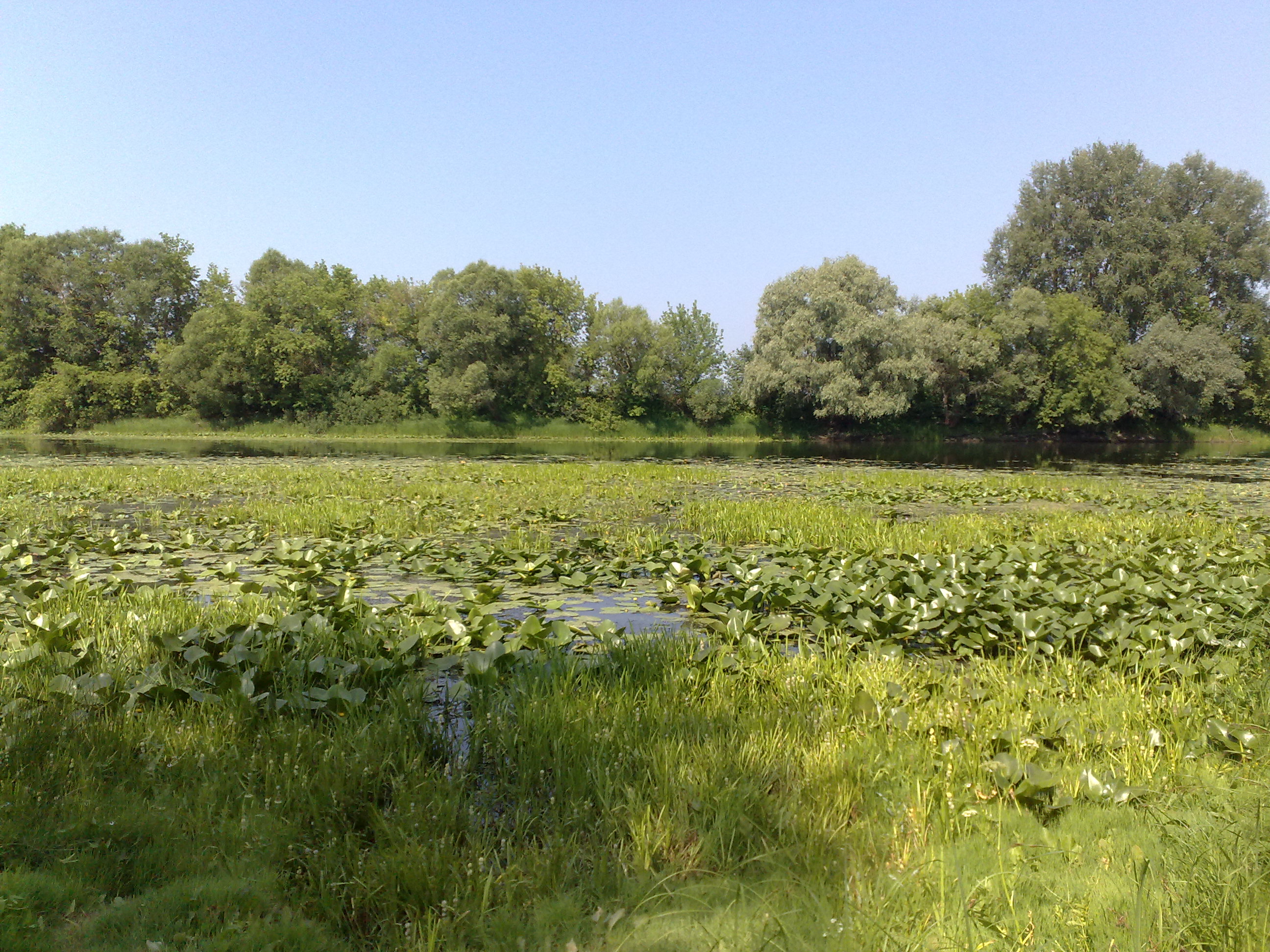 Free photo Greenery Field, Green, Landscape Free Download Jooinn