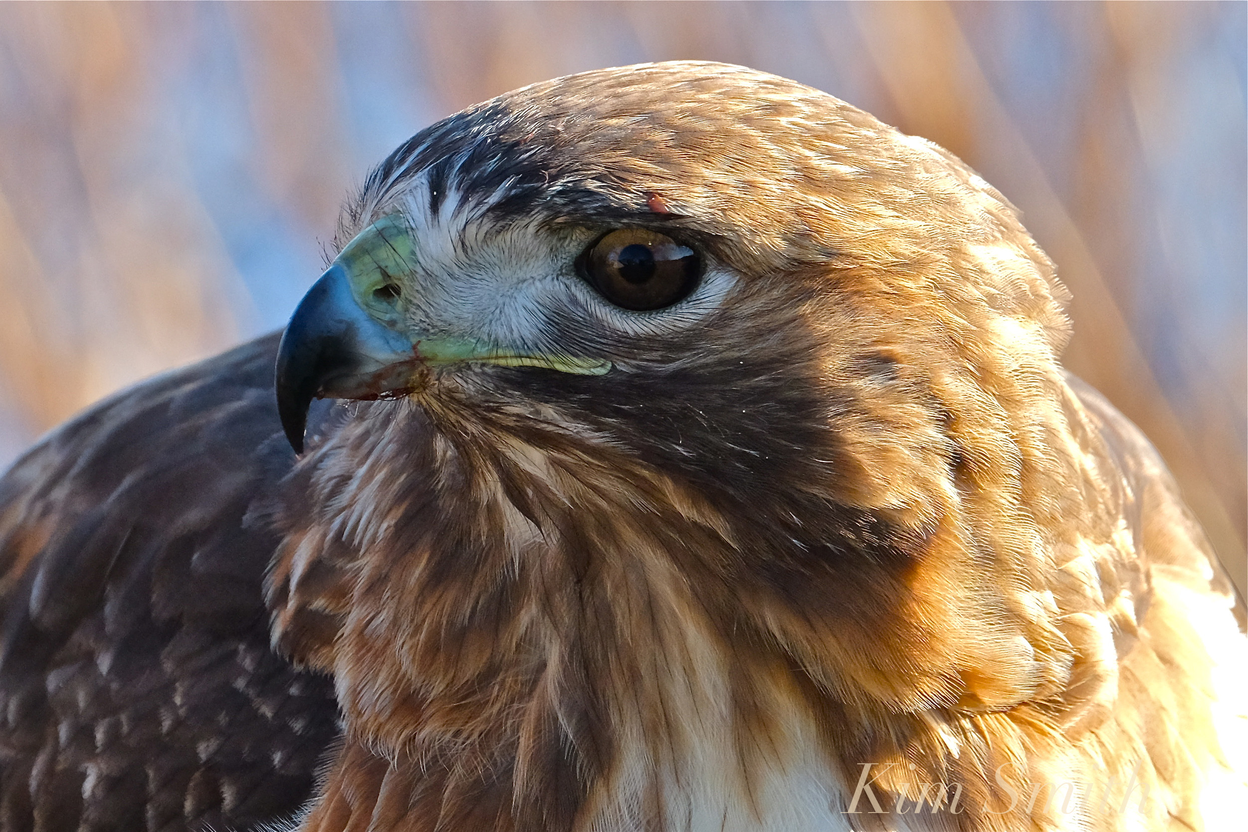 Free photo: Hawk - Animal, Bird, Feathers - Free Download - Jooinn