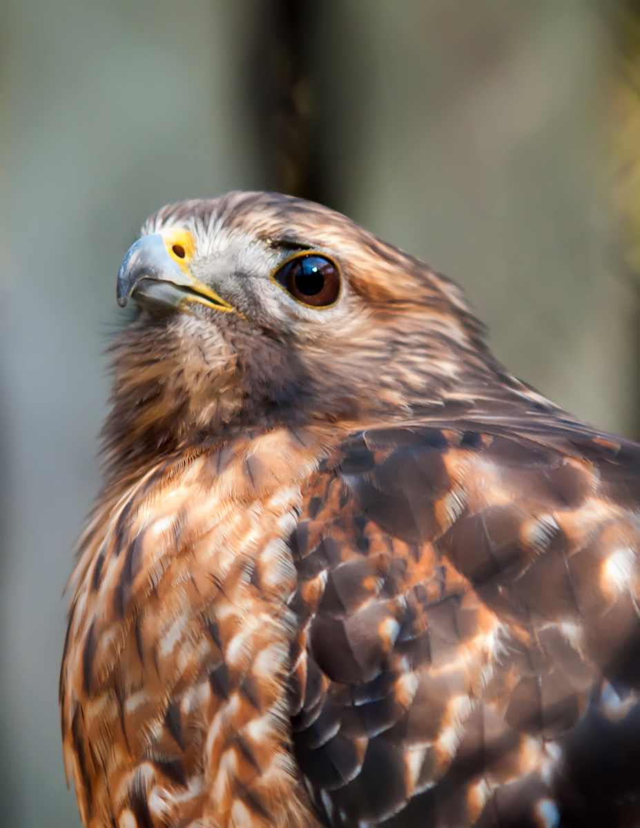 Free photo: Hawk - Bird, Hunter, Raptor - Free Download - Jooinn