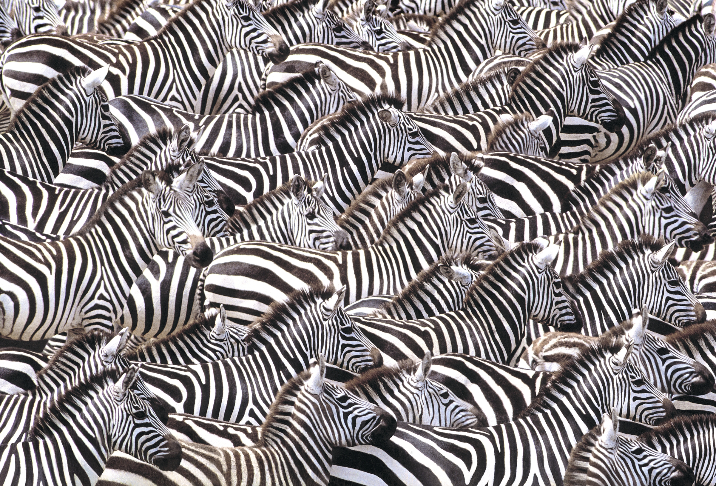 Free photo Herd of Zebra Africa, Animals, Bush Free Download Jooinn