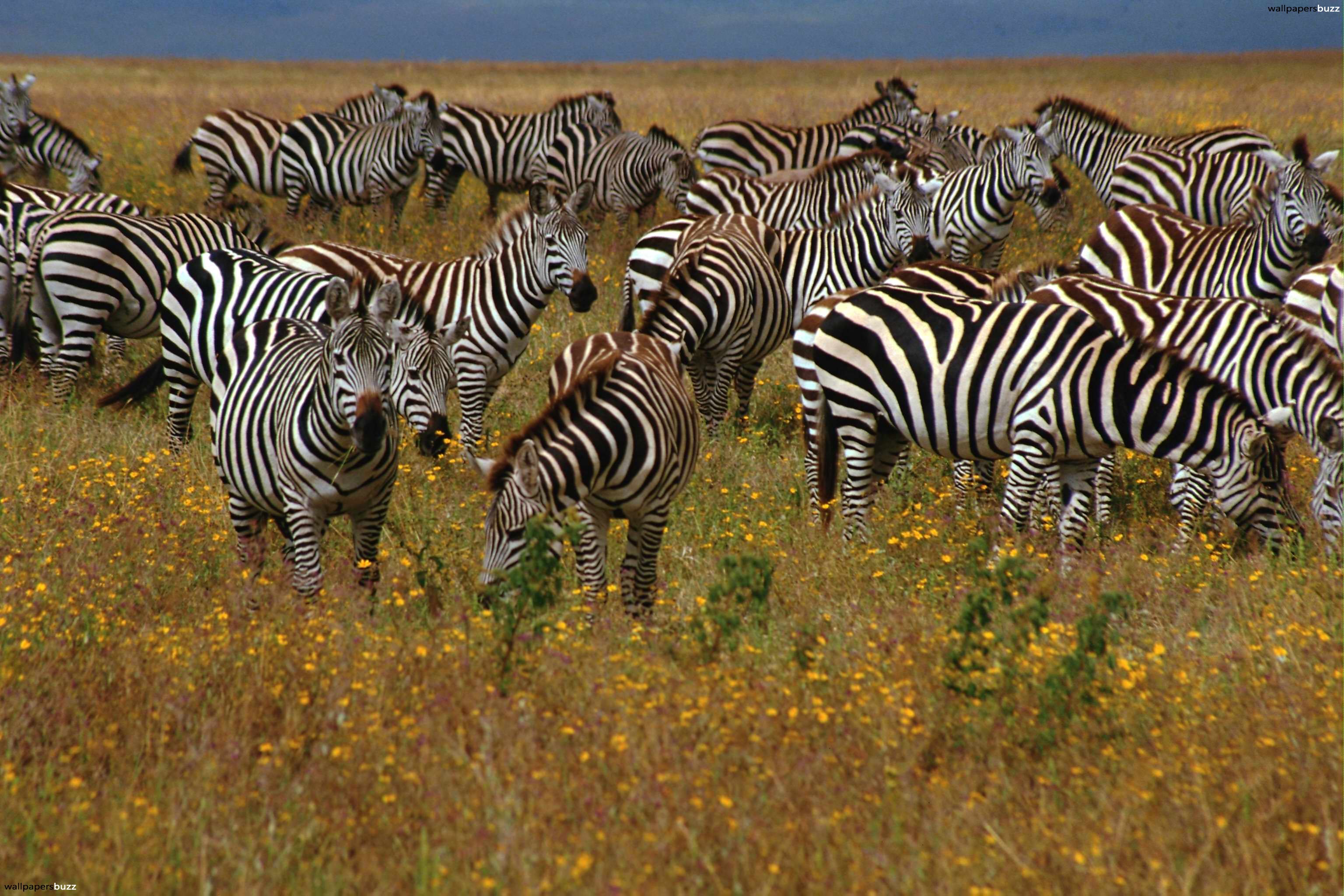 Free photo Herd of Zebra Africa, Animals, Bush Free Download Jooinn