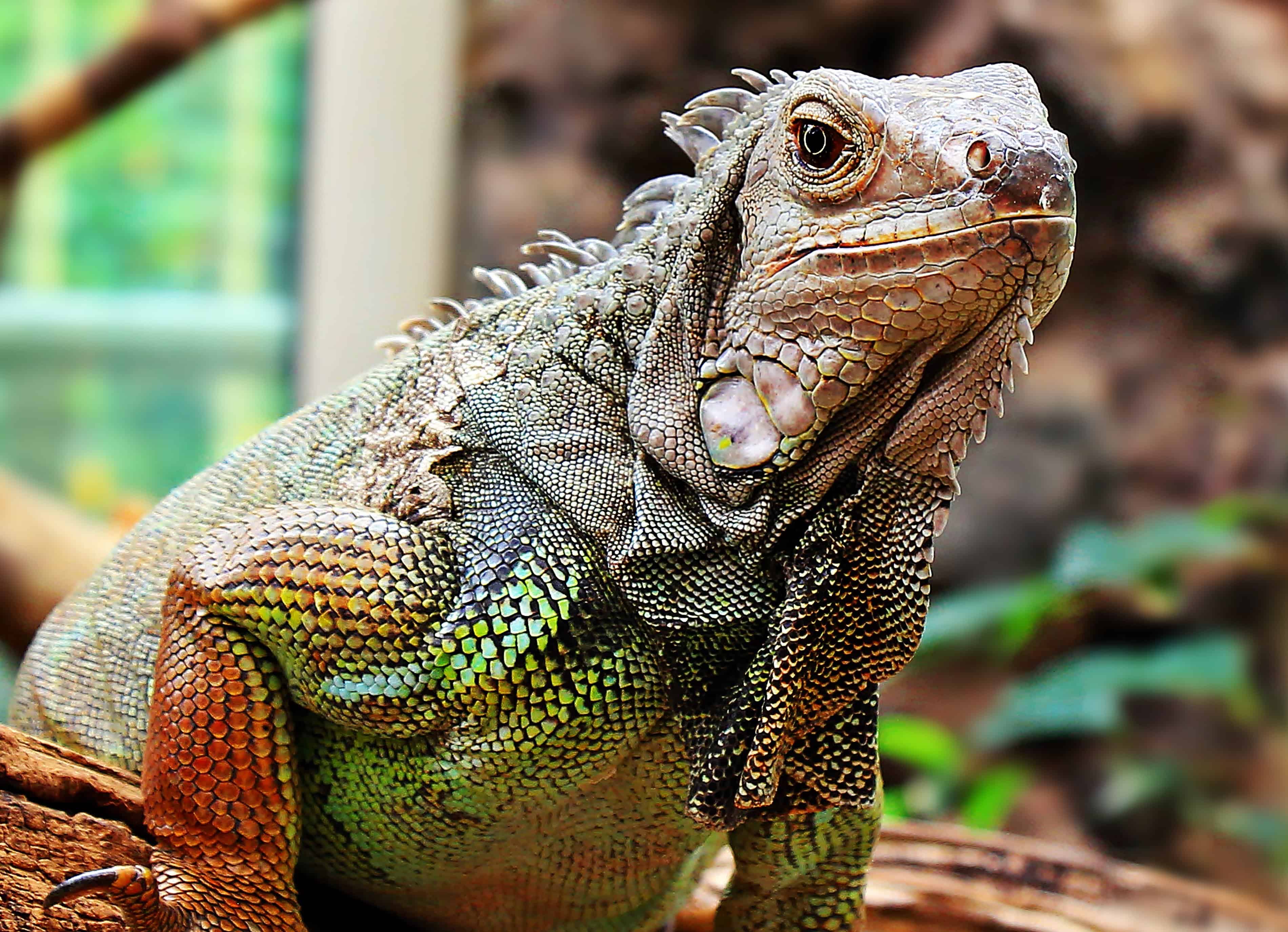 Free photo Iguana lizard Animal, Predator, Wildlife
