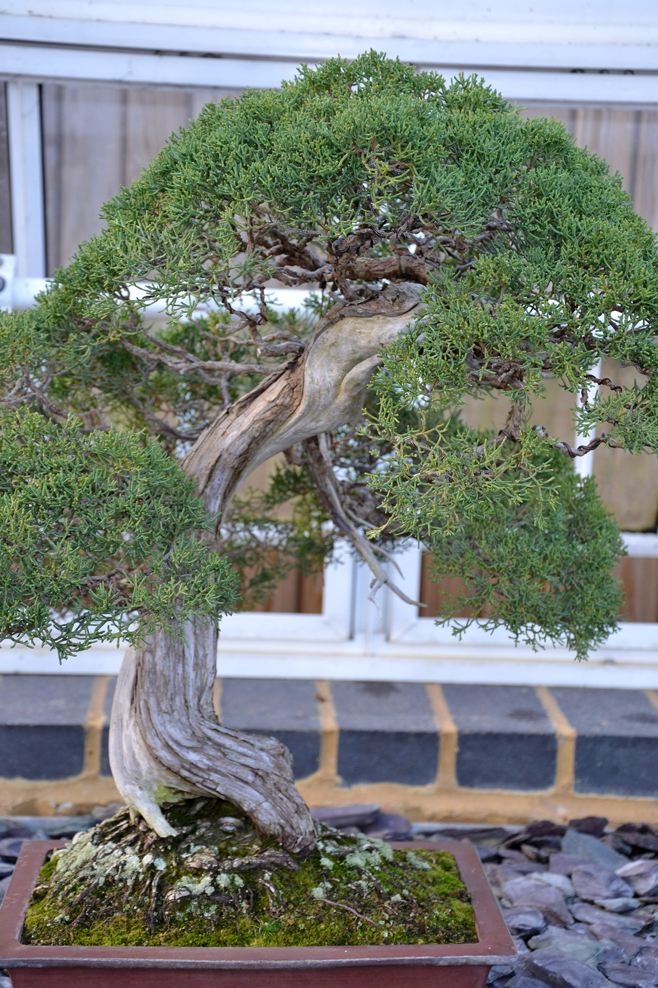 50+ Old Juniper Bonsai Tree The Latest Hobby plan