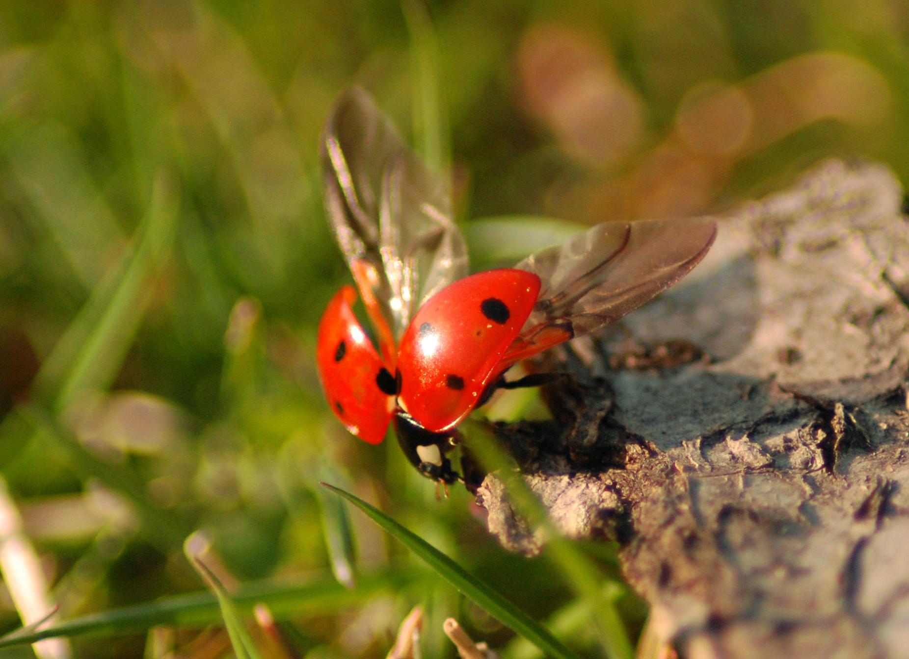 Free photo Ladybug Ladybird, Weed, Textile Free Download Jooinn