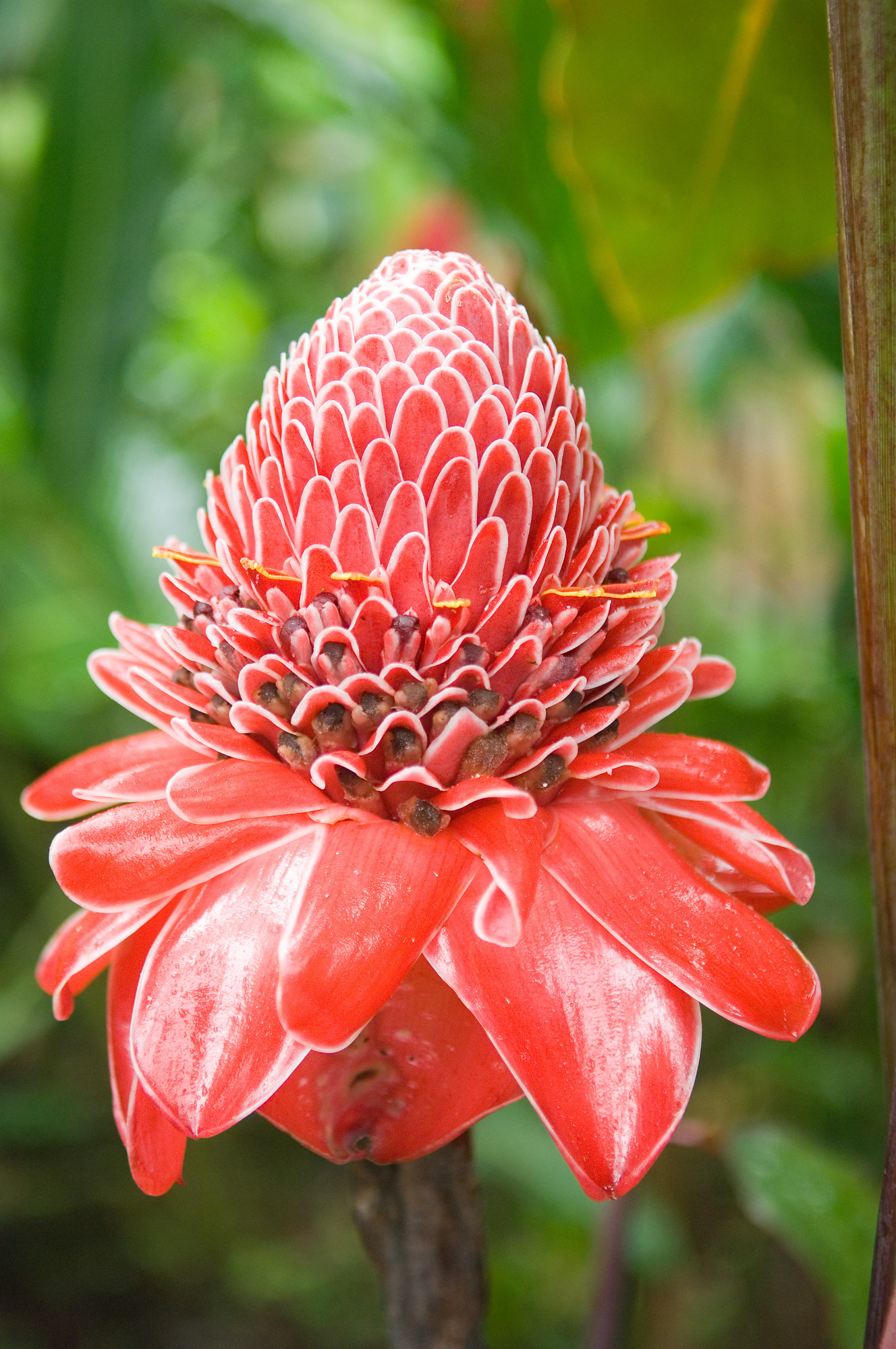 Free photo Red Flower Agriculture, Season, Natural Free Download