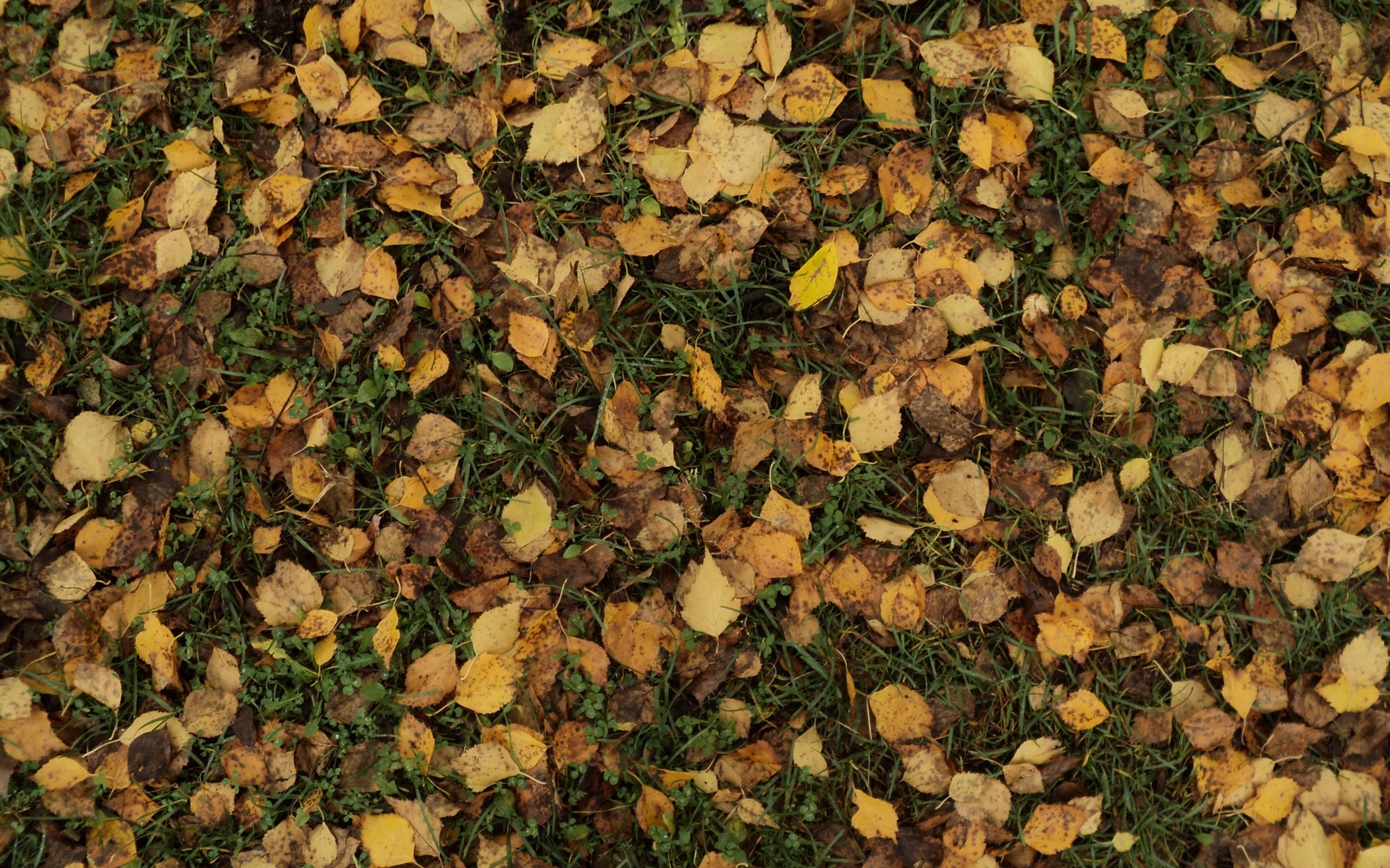 Free photo Leaf litter Autumn, Fall, Grass Free Download Jooinn